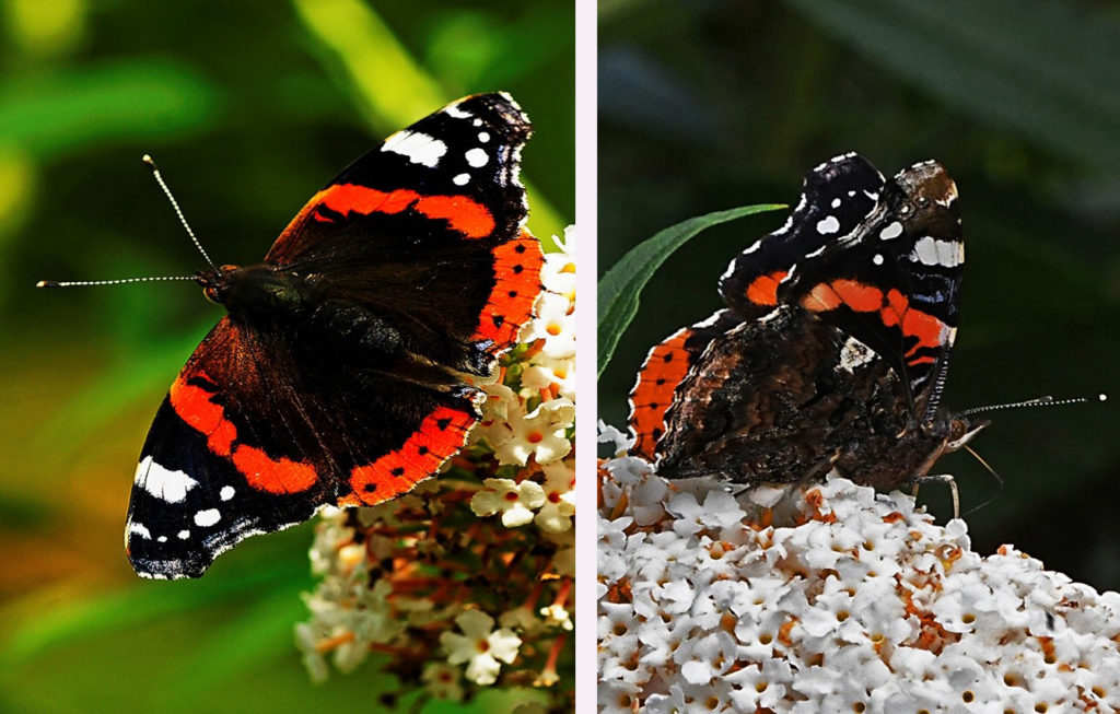 Vlinders in soorten en aantallen in de tuin Deel 1 De Veluwenaar