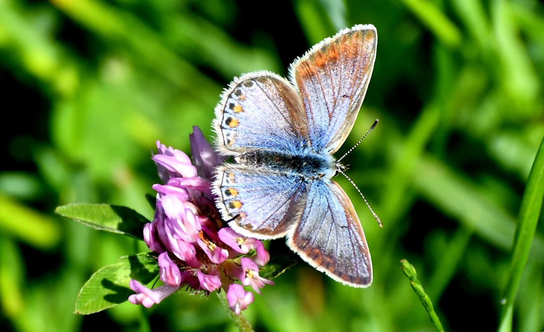 Blauwe vlinder brengt ons in vervoering - De Veluwenaar