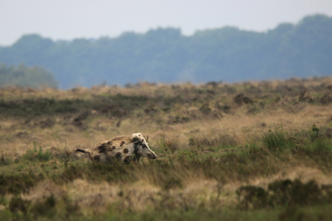 Geen das, maar een bont zwijn liep daar op het Reemsterveld - Foto: ©Ingrid Pet