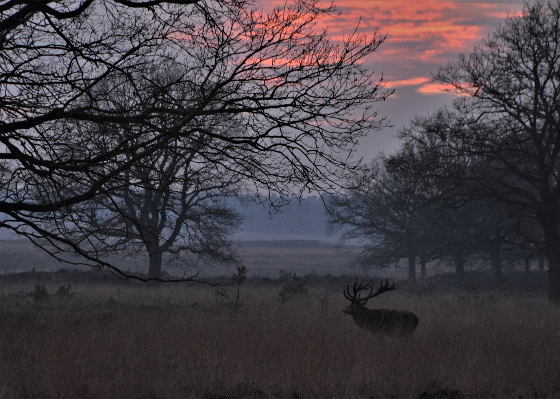 Hubertus op weg naar het open veld – Foto: ©Nel Vlieland