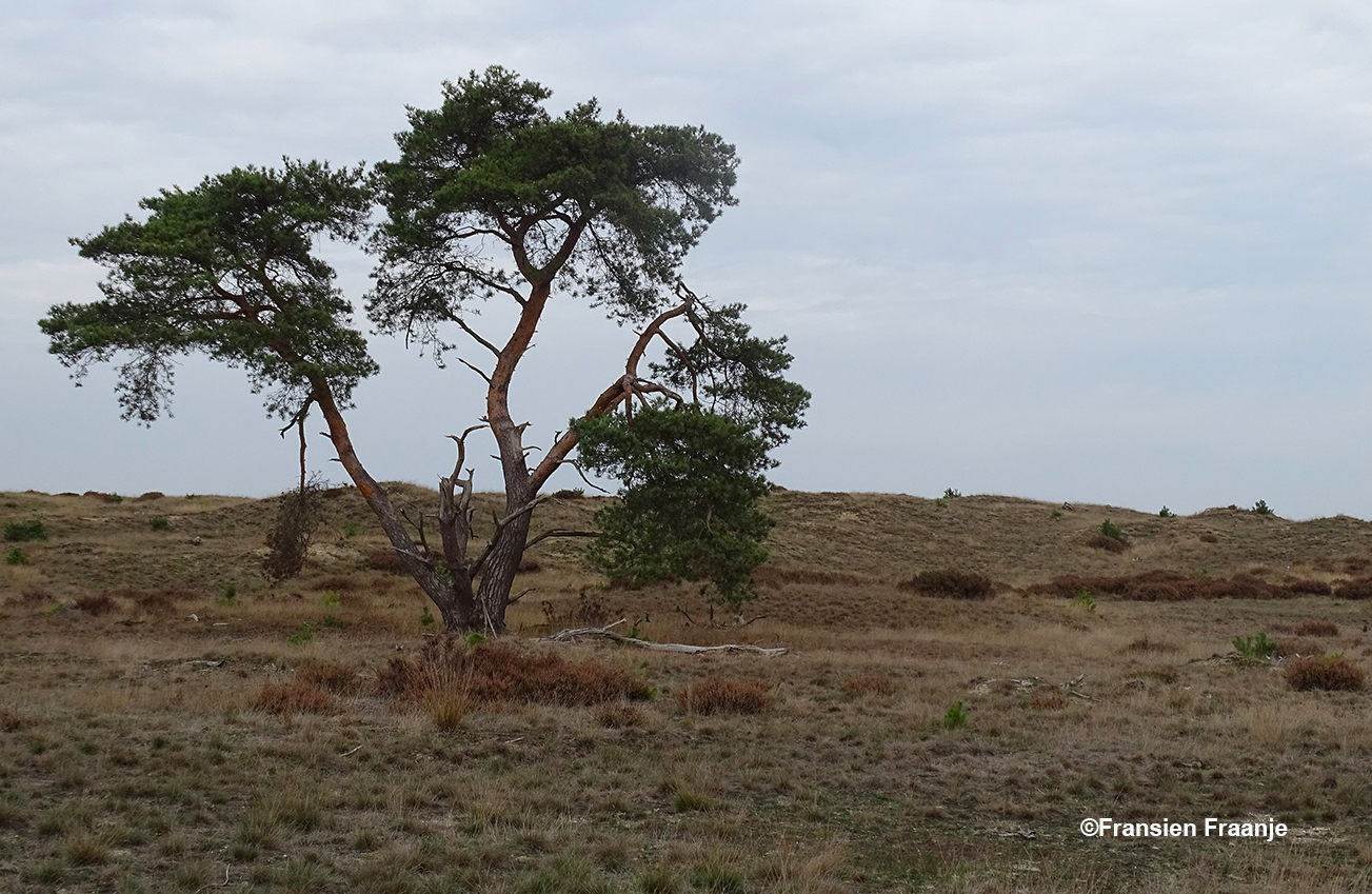 De oude verwaaide vliegdennen geven het open gebied haar charme - Foto: ©Fransien Fraanje