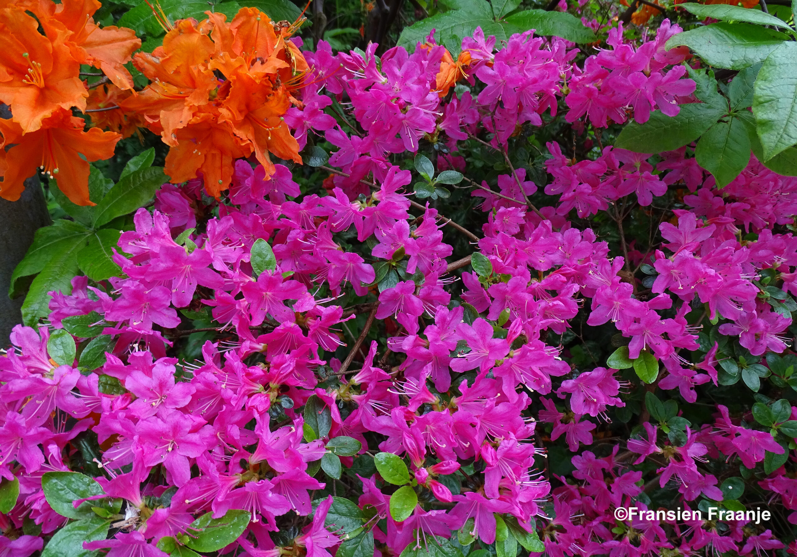 Weer iets geheel anders in de tuin. Herkend u deze bloemen? - Foto: ©Fransien Fraanje