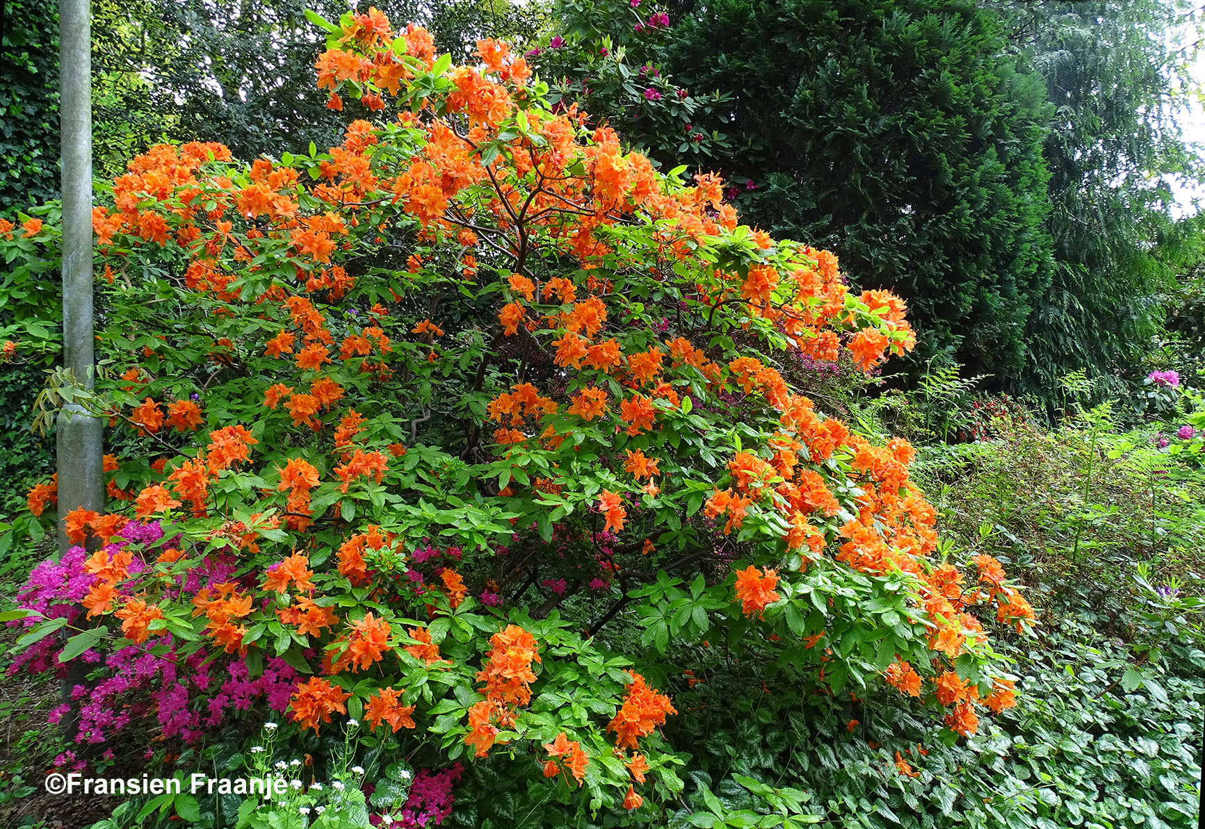 Deze prachtige oranje bloemen passen misschien heel goed bij een Koningsdag - Foto: ©Fransien Fraanje