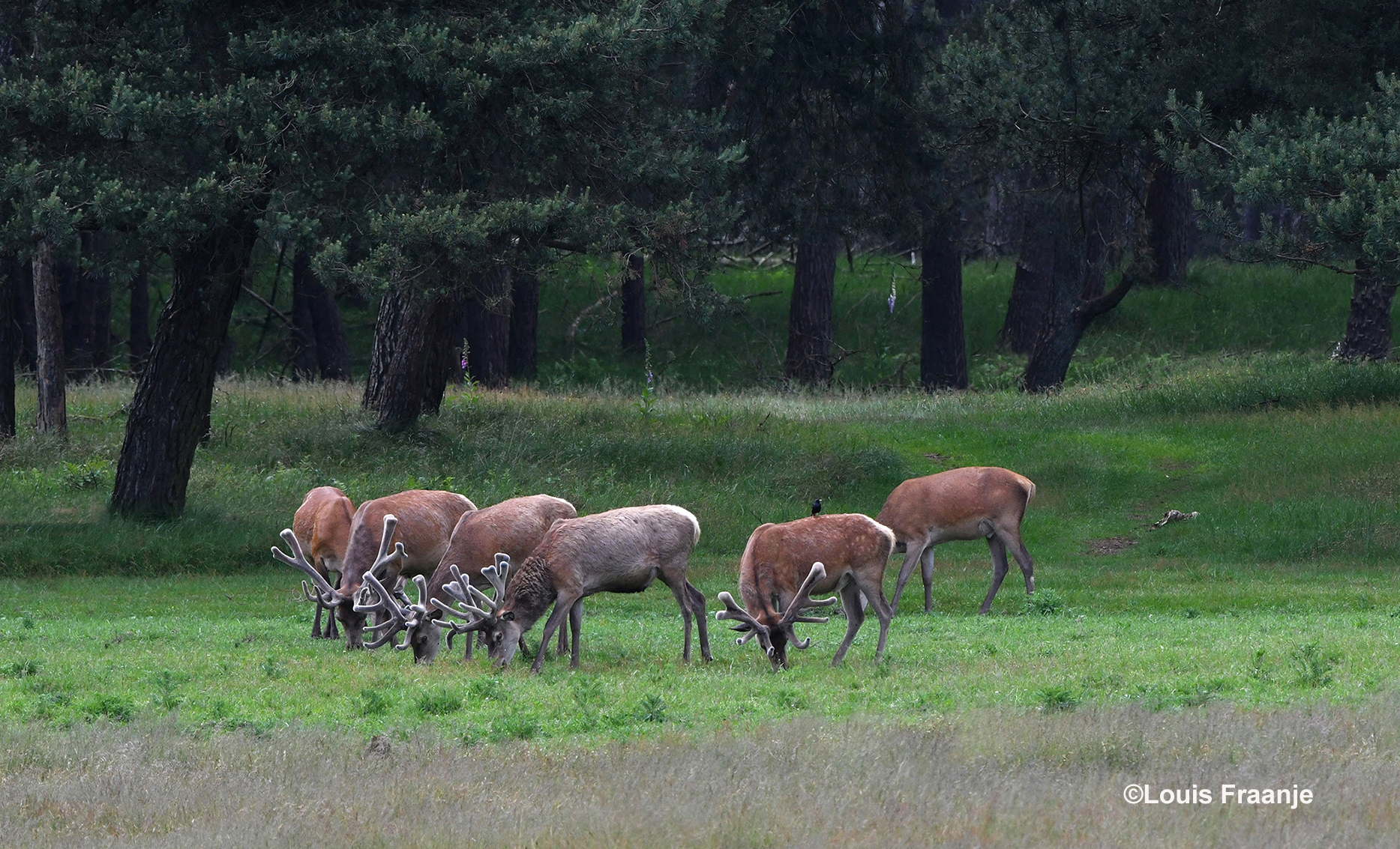 Als je goed kijkt zie je op de rug van het rechtse hert een spreeuw zitten - Foto: ©Louis Fraanje