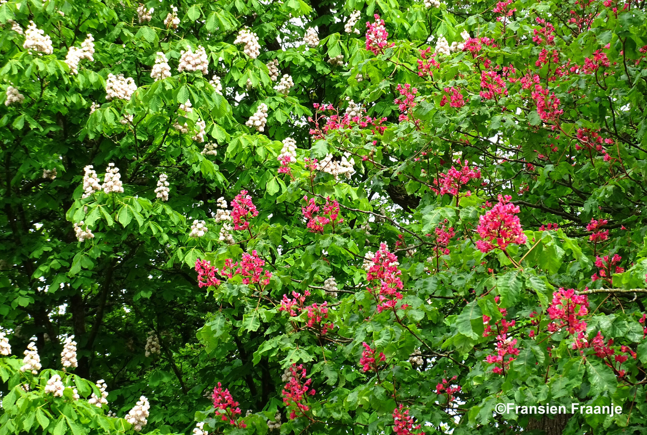 Tussen de lichte kleuren van een bloeiende kastanjeboom, ontdekken wij er een met roze bloemen - Foto: ©Fransien Fraanje