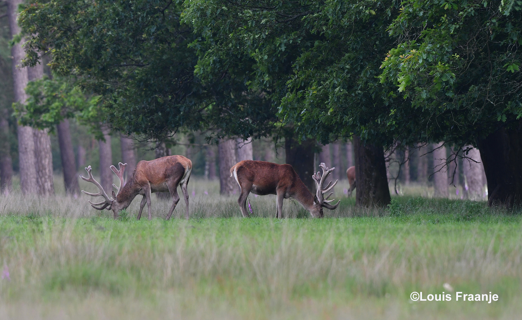 Op het Zwarte Veld zien we enkele grazende edelherten - Foto: ©Louis Fraanje— bij Het Nationale Park De Hoge Veluwe.