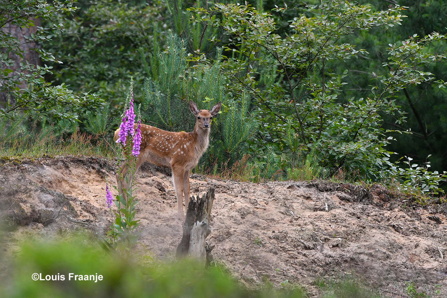 Een hertenkalfje staat bij het prachtige vingerhoedskruid - Foto: ©Louis Fraanje