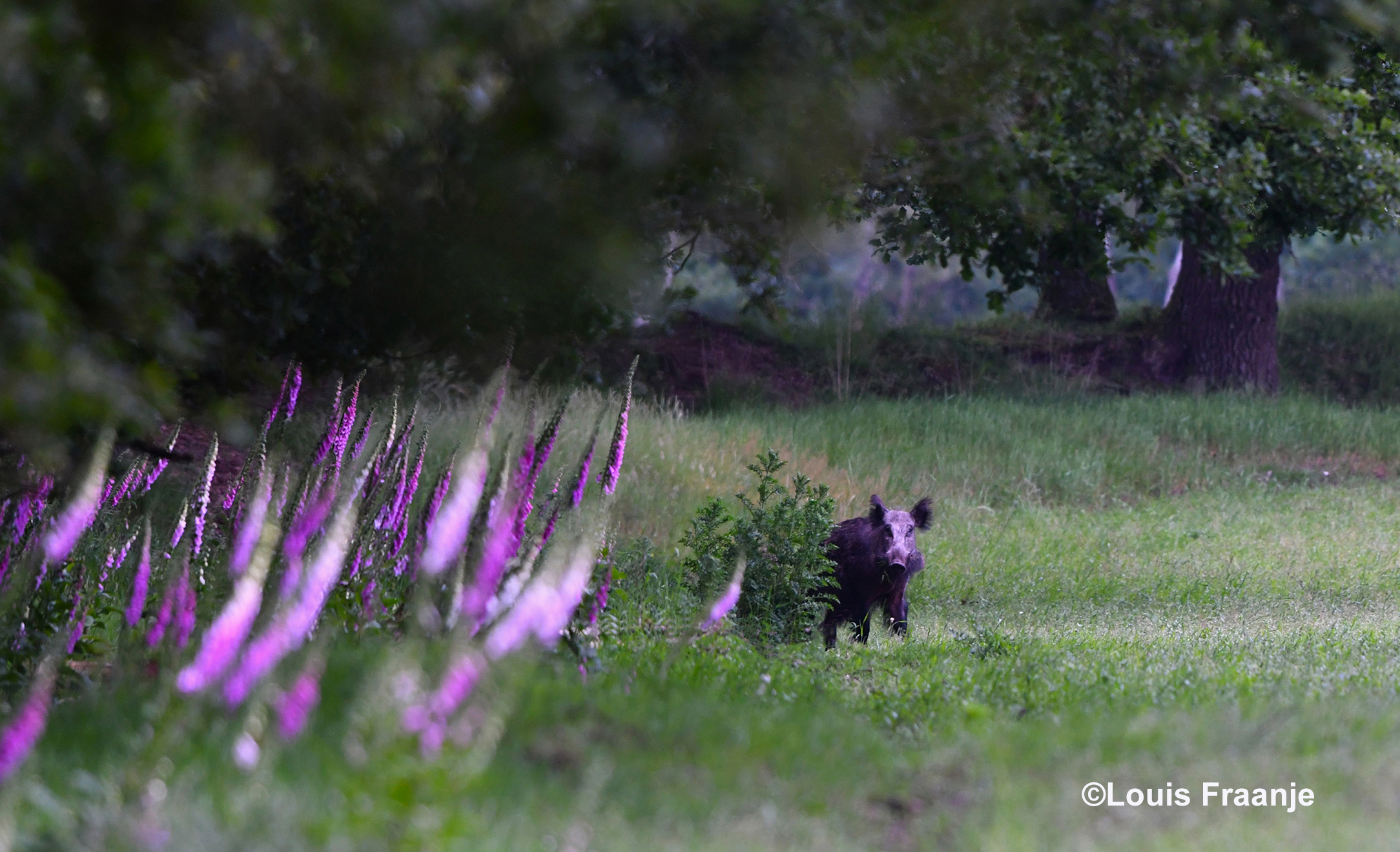 Die achteraf ook best wel nieuwsgierig is geworden en om het hoekje kijkt - Foto: ©Louis Fraanje