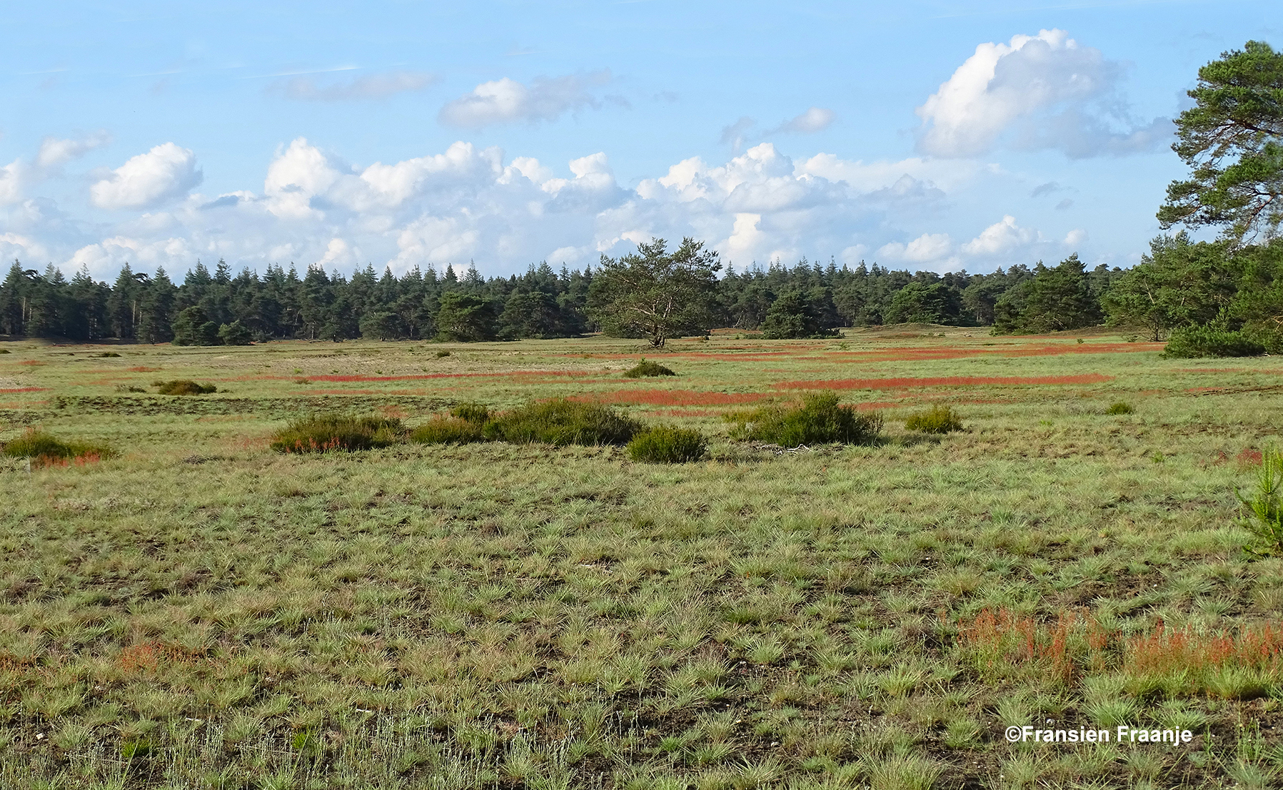  In het open veld ziet het rood van de schapenzuring - Foto: ©Fransien Fraanje