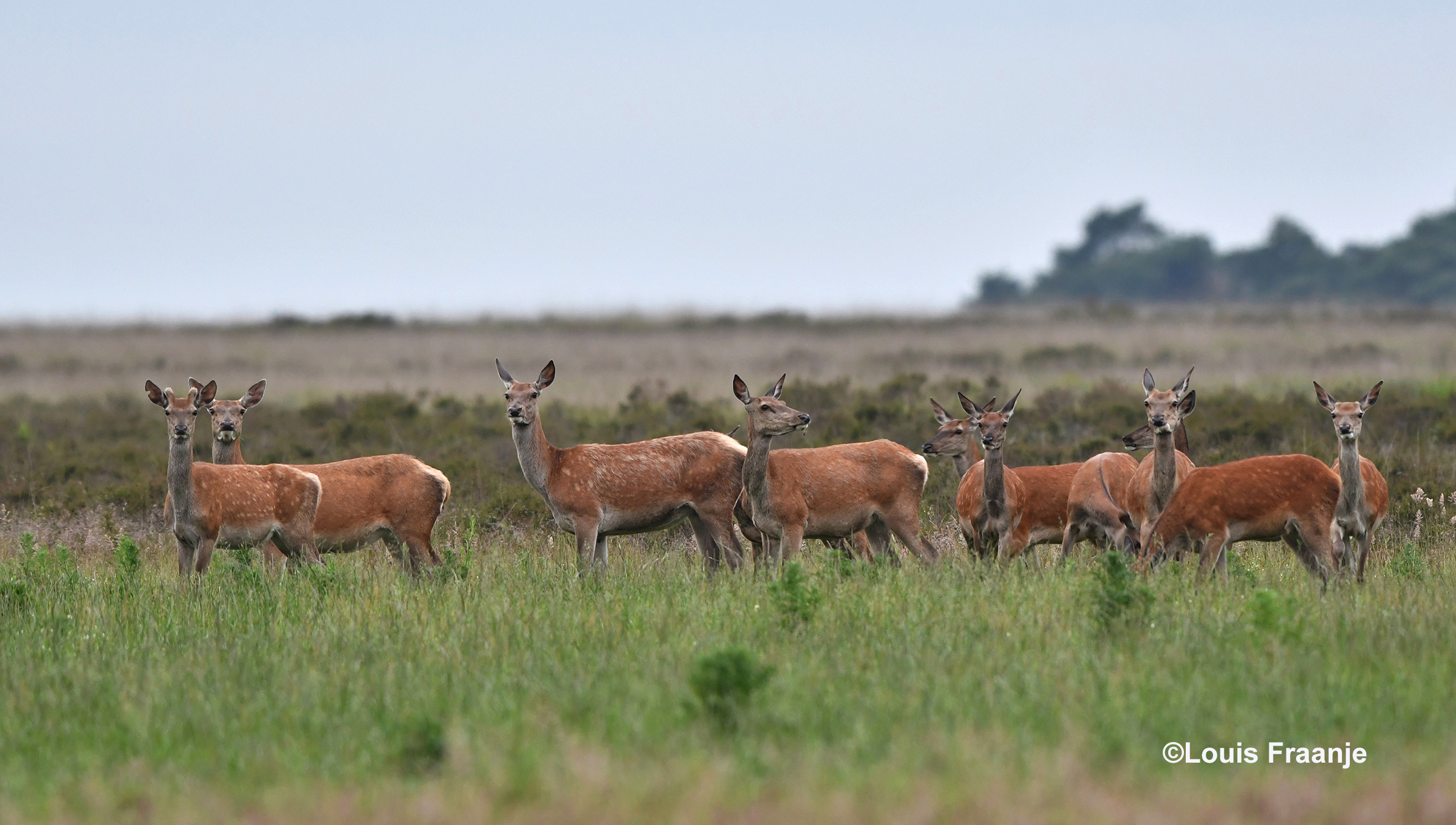 Als we langs het Reemsterveld komen, worden we aangestaard door een aantal dames(hindes) - Foto: ©Louis Fraanje