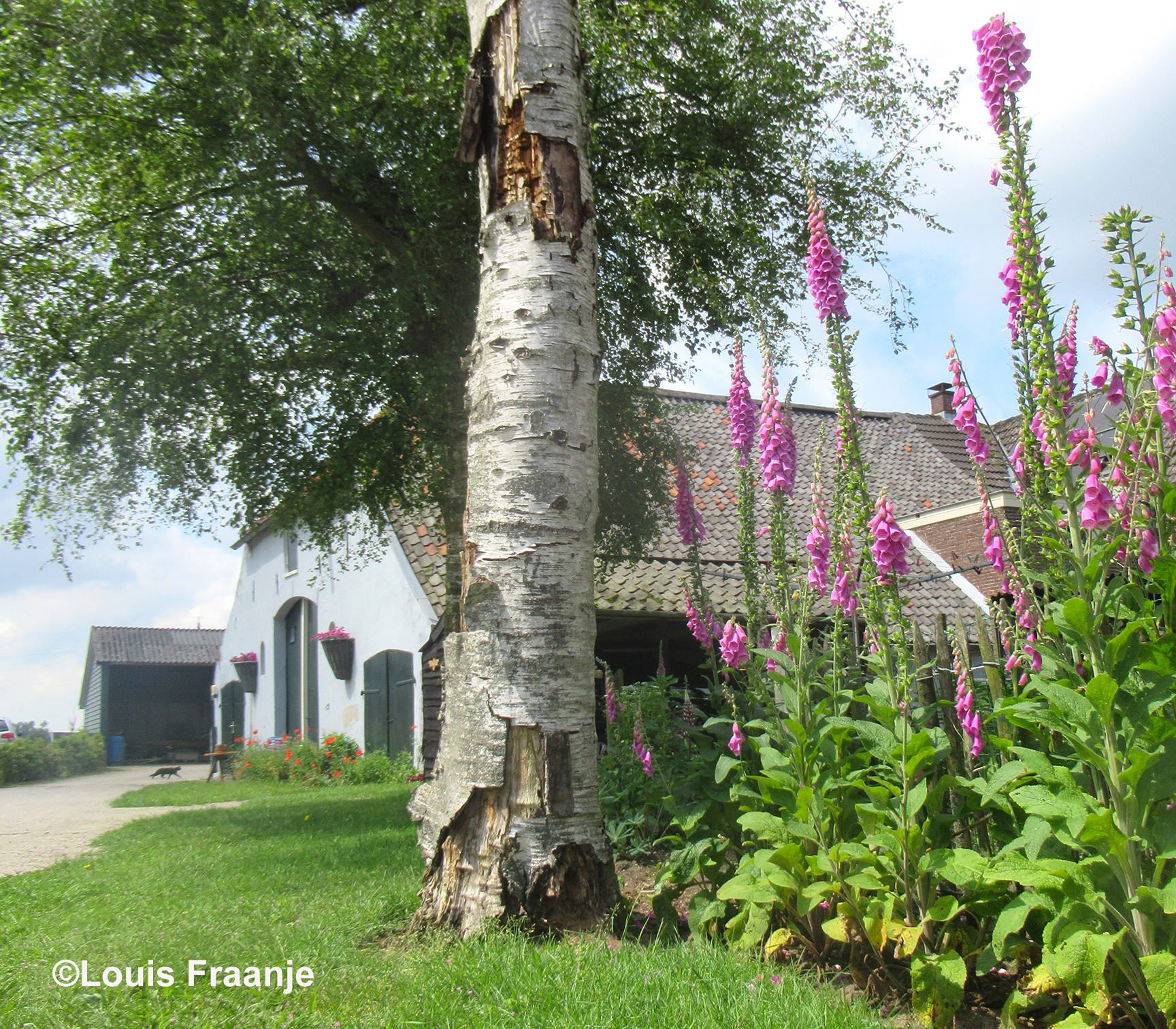 Een kleurrijk boerenerf roept jeugdherinneringen op - Foto: ©Louis Fraanje