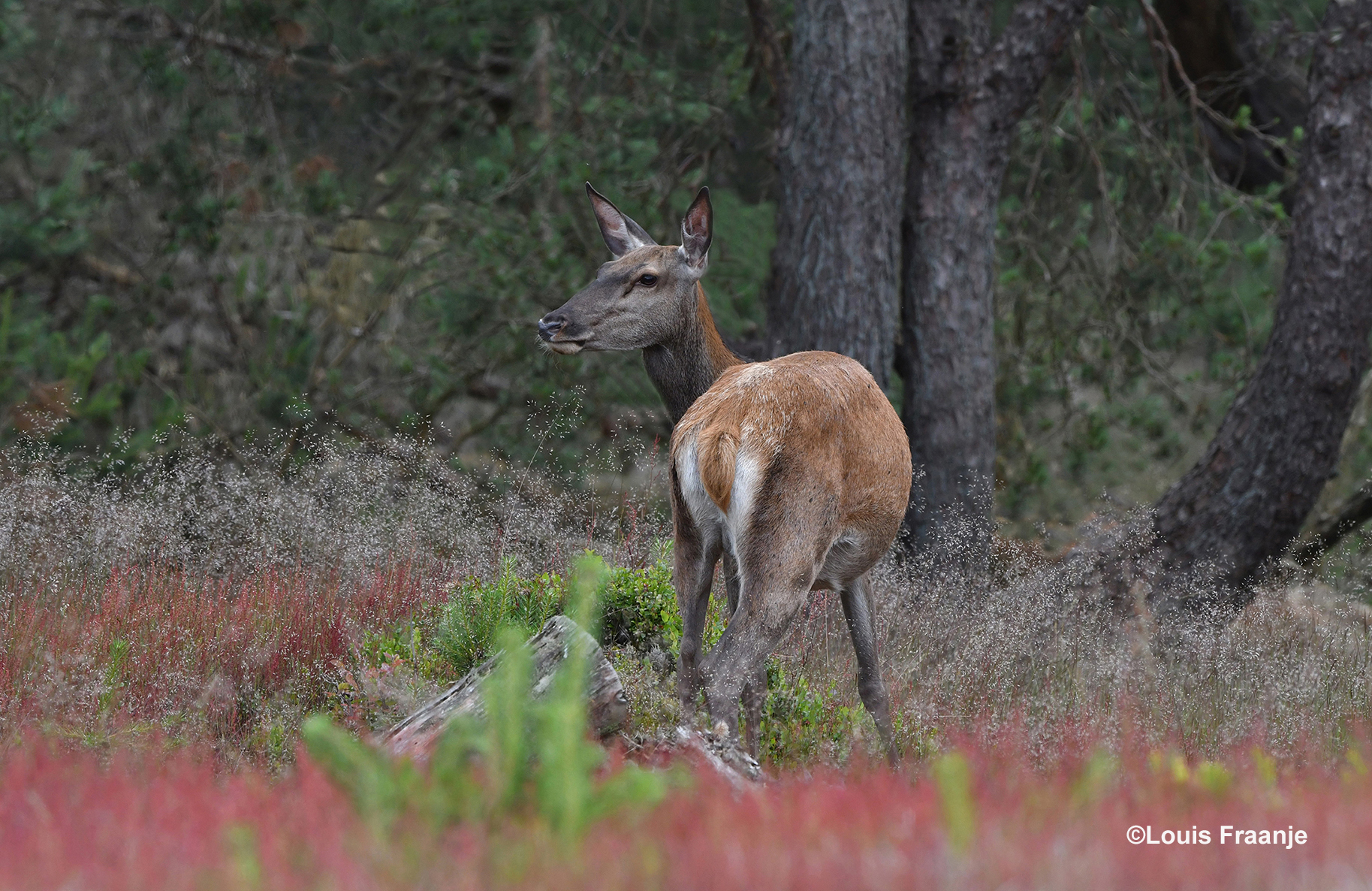 Het blijken er meerdere te zijn, dus blijven we hen observeren - Foto: ©Louis Fraanje