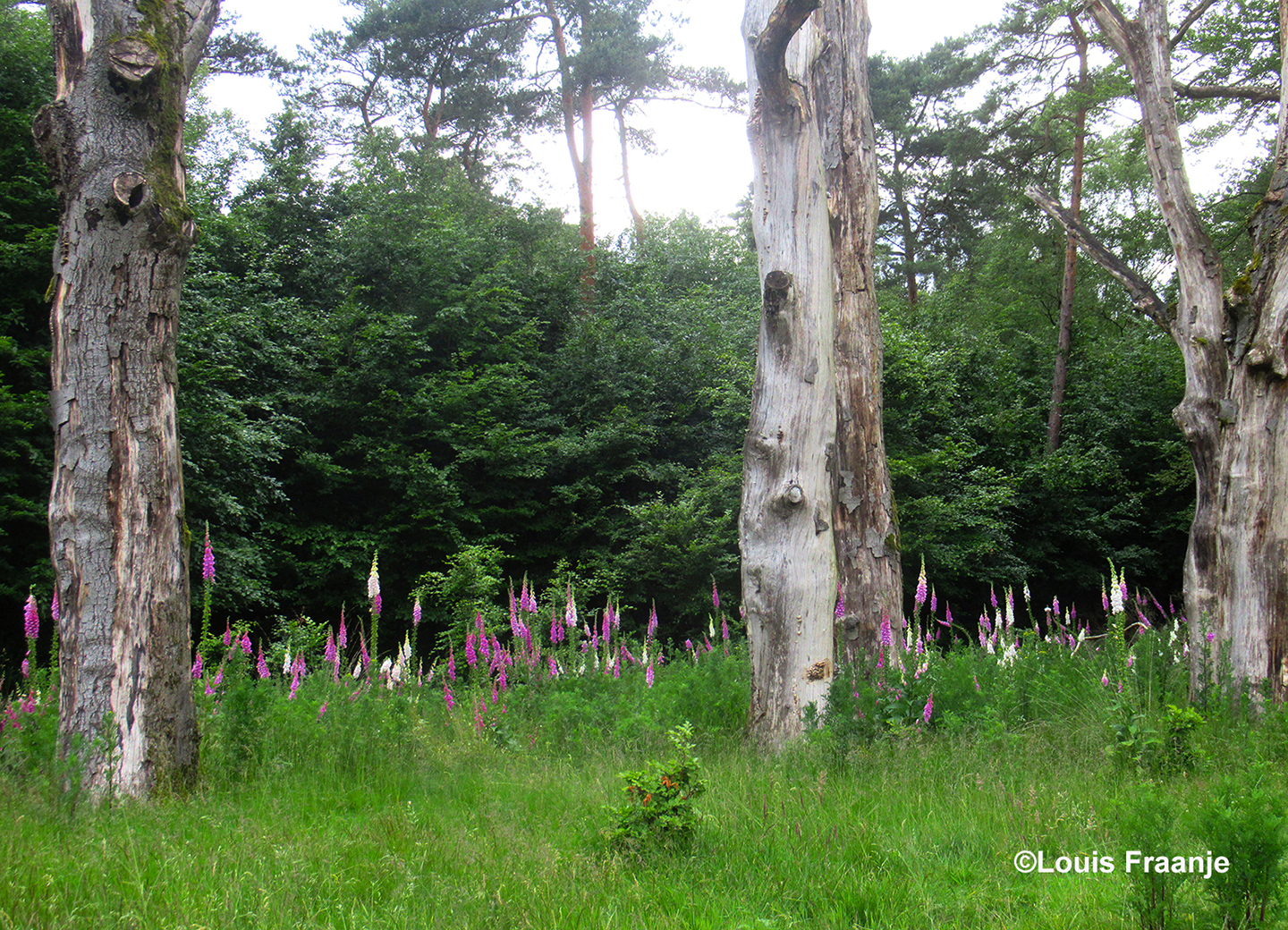 Zomaar ergens tussen wat dode bomen het prachtige vingerhoedskruid - Foto: ©Louis Fraanje