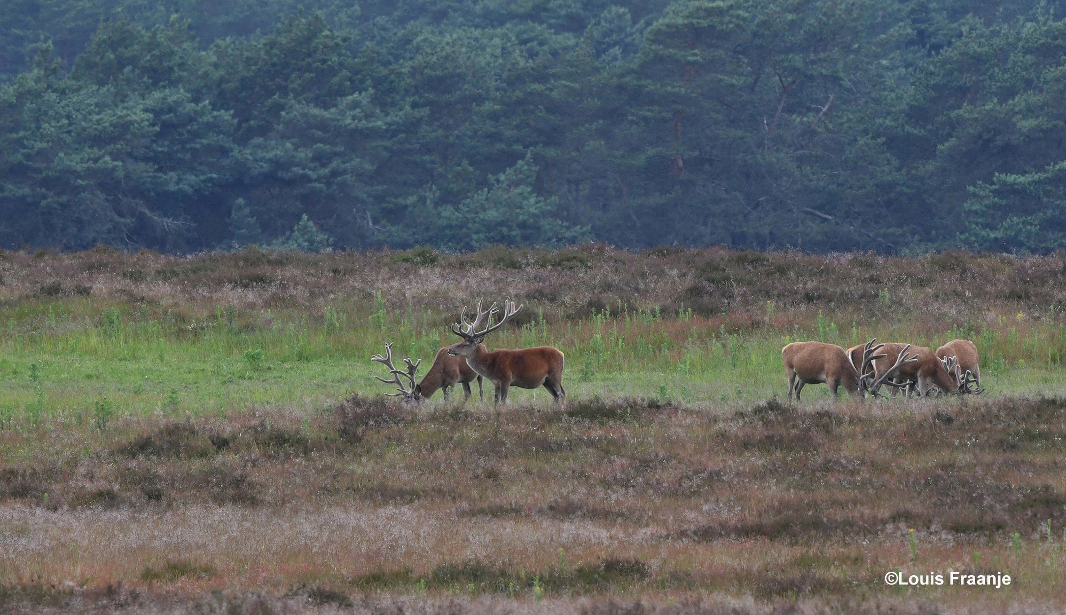 De bastgeweien zijn al bijna volgroeid bij deze grote jongens - Foto: ©Louis Fraanje