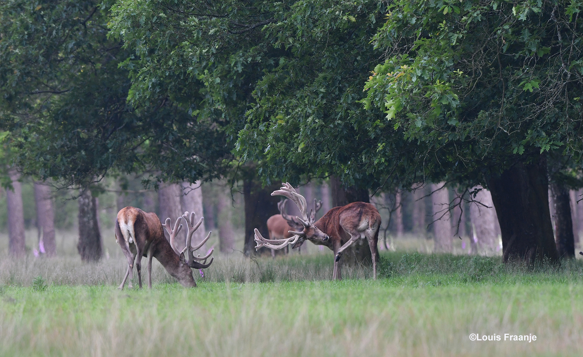 Een tweetal grote jongens aan de bosrand - Foto: ©Louis Fraanje