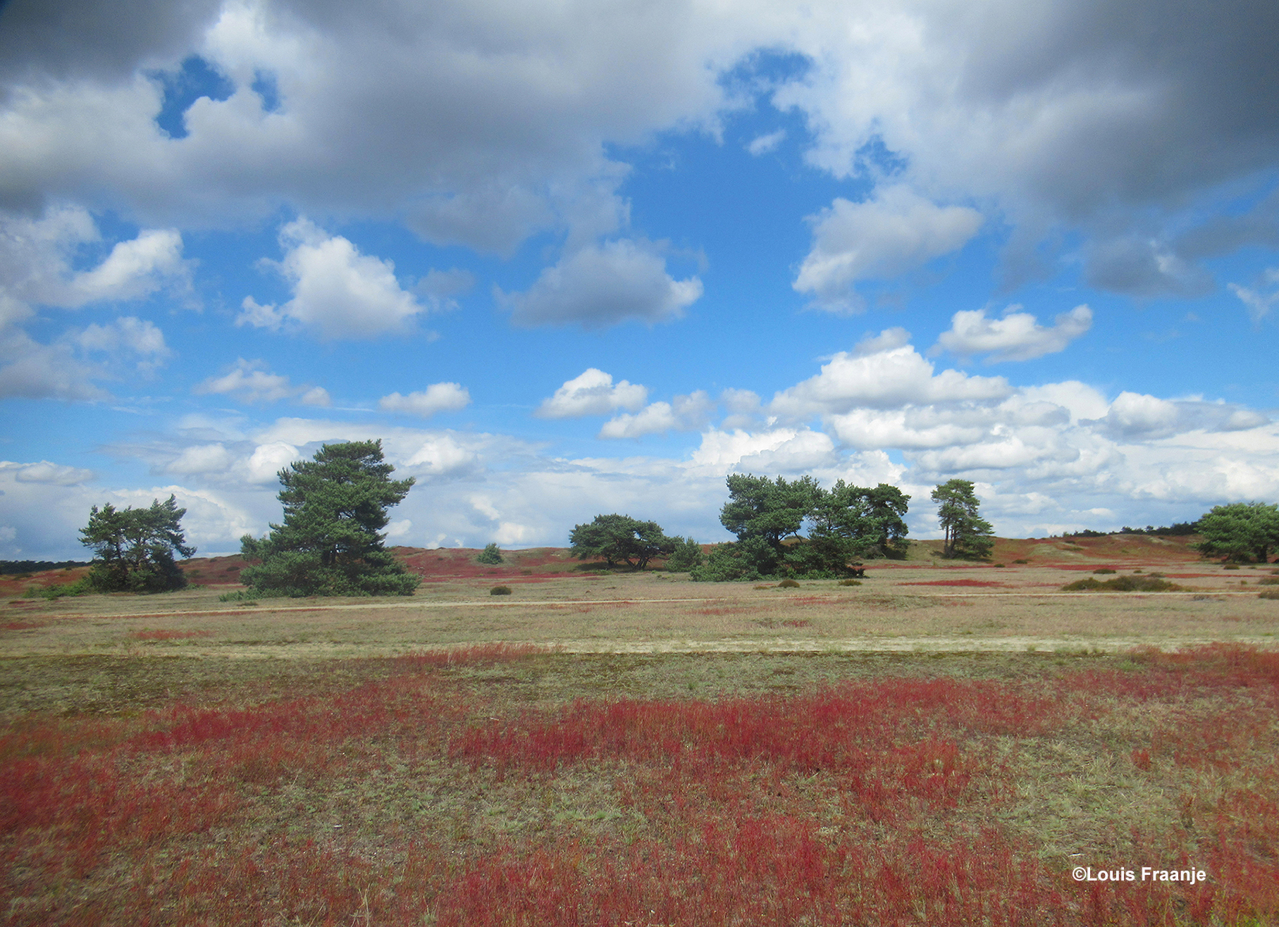Prachtige wolkenluchten en een rood tapijt van Schapenzuring - Foto: ©Louis Fraanje