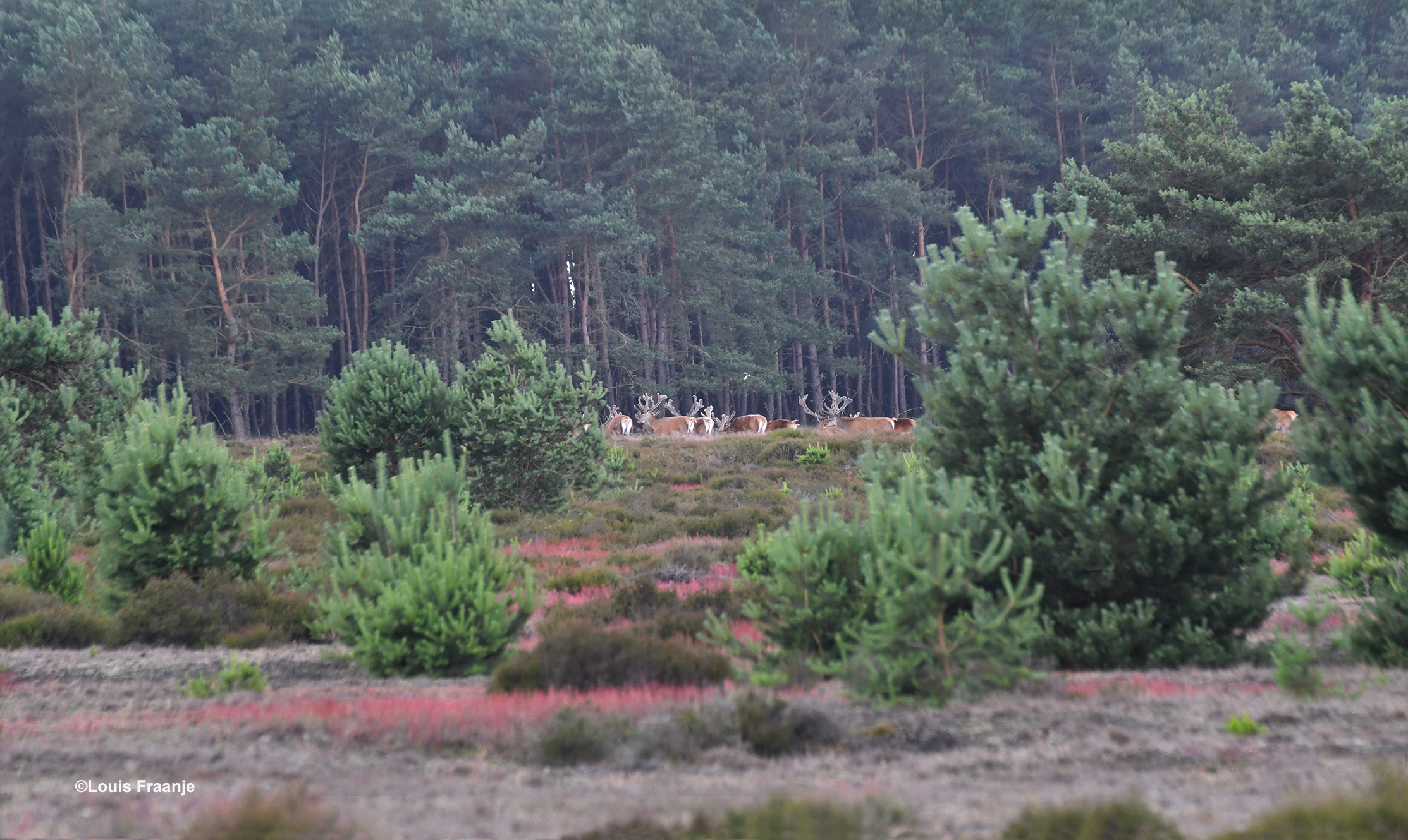 De andere edelherten trekken het bos in - Foto: ©Louis Fraanje