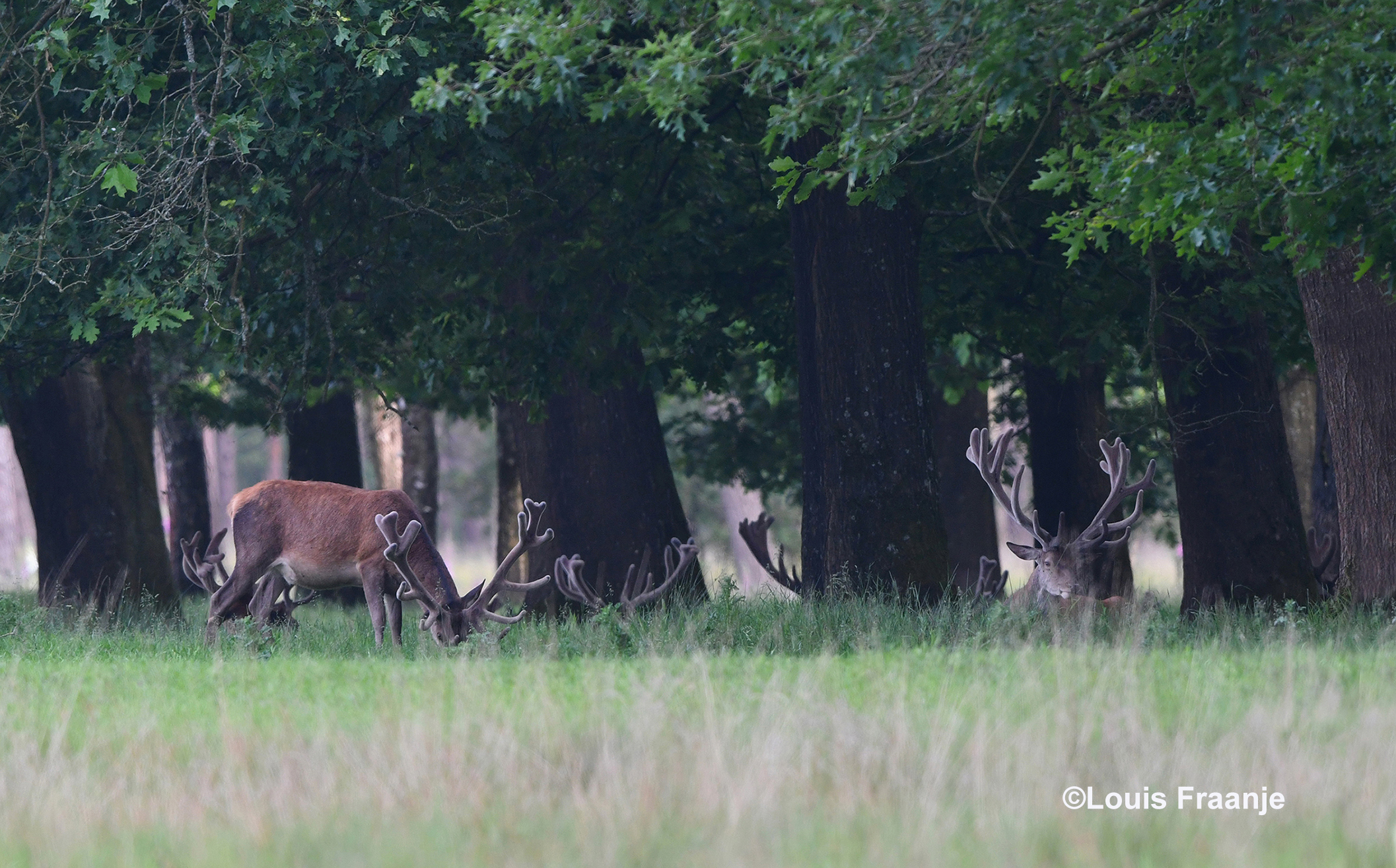 Een weldadige sfeer van rust onder de bomen - Foto: ©Louis Fraanje