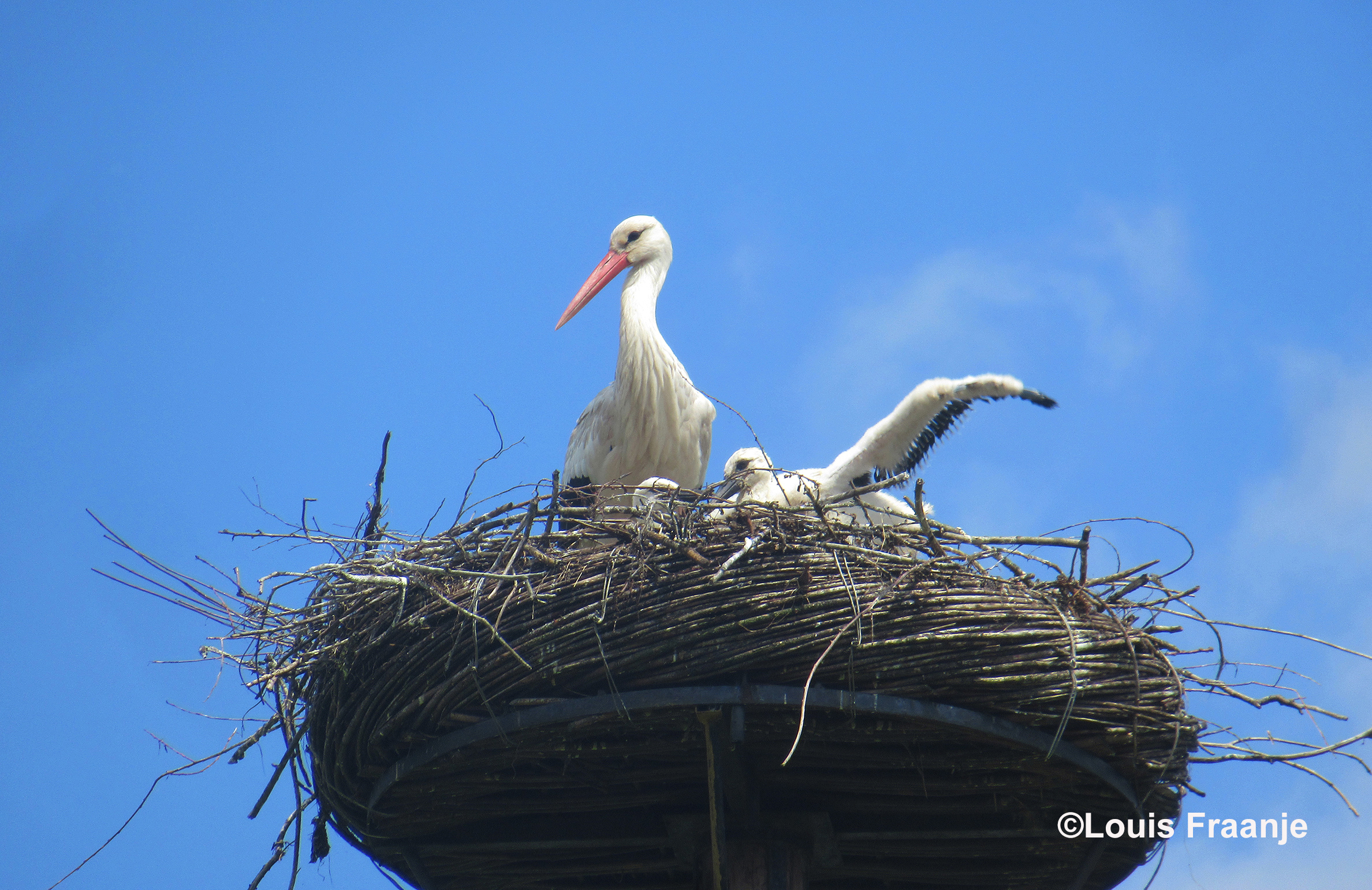 De eerste vliegoefeningen op het nest onder toezicht van de ouder - Foto: ©Louis Fraanje