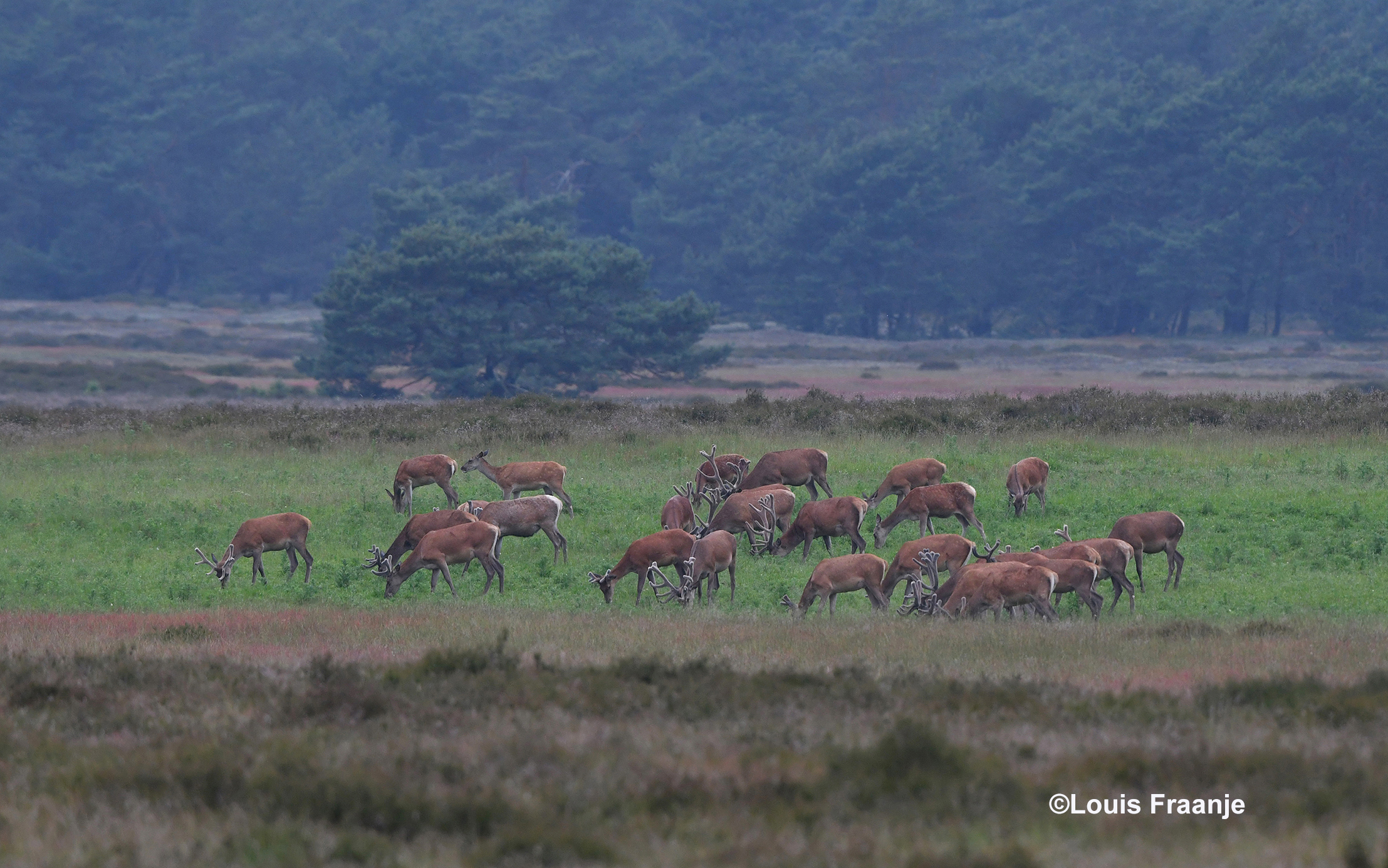 Op de wildweide bij het Bosje van Staf, zien we een groot roedel edelherten en hindes lopen - Foto: ©Louis Fraanje