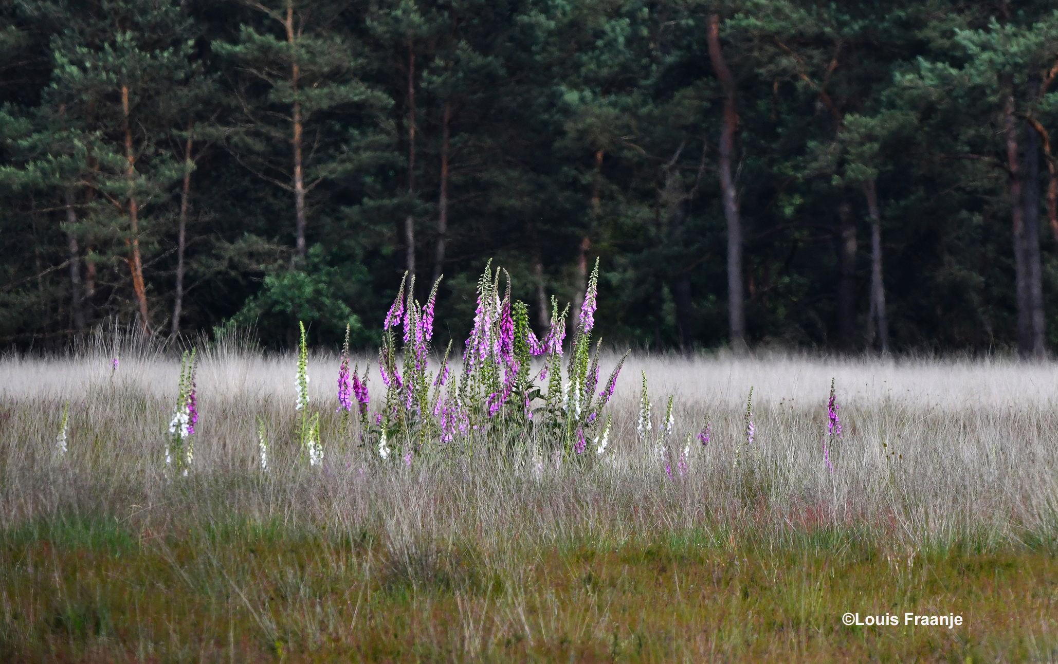 Zomaar midden in het open veld een oase van vingerhoedskruid - Foto: ©Louis Fraanje