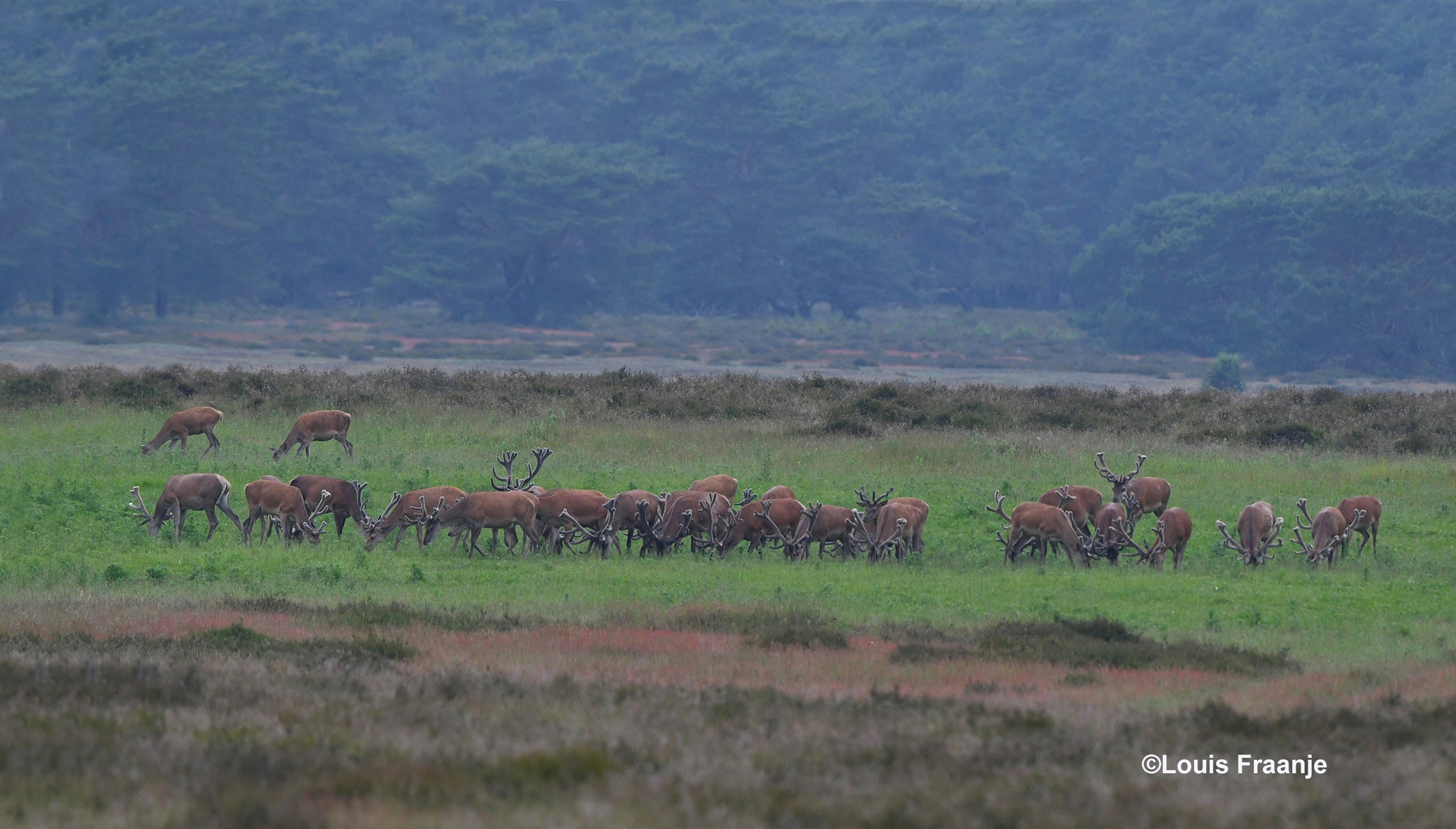 Hier een deel van zeker wel ruim 60 dieren bij elkaar - Foto: ©Louis Fraanje