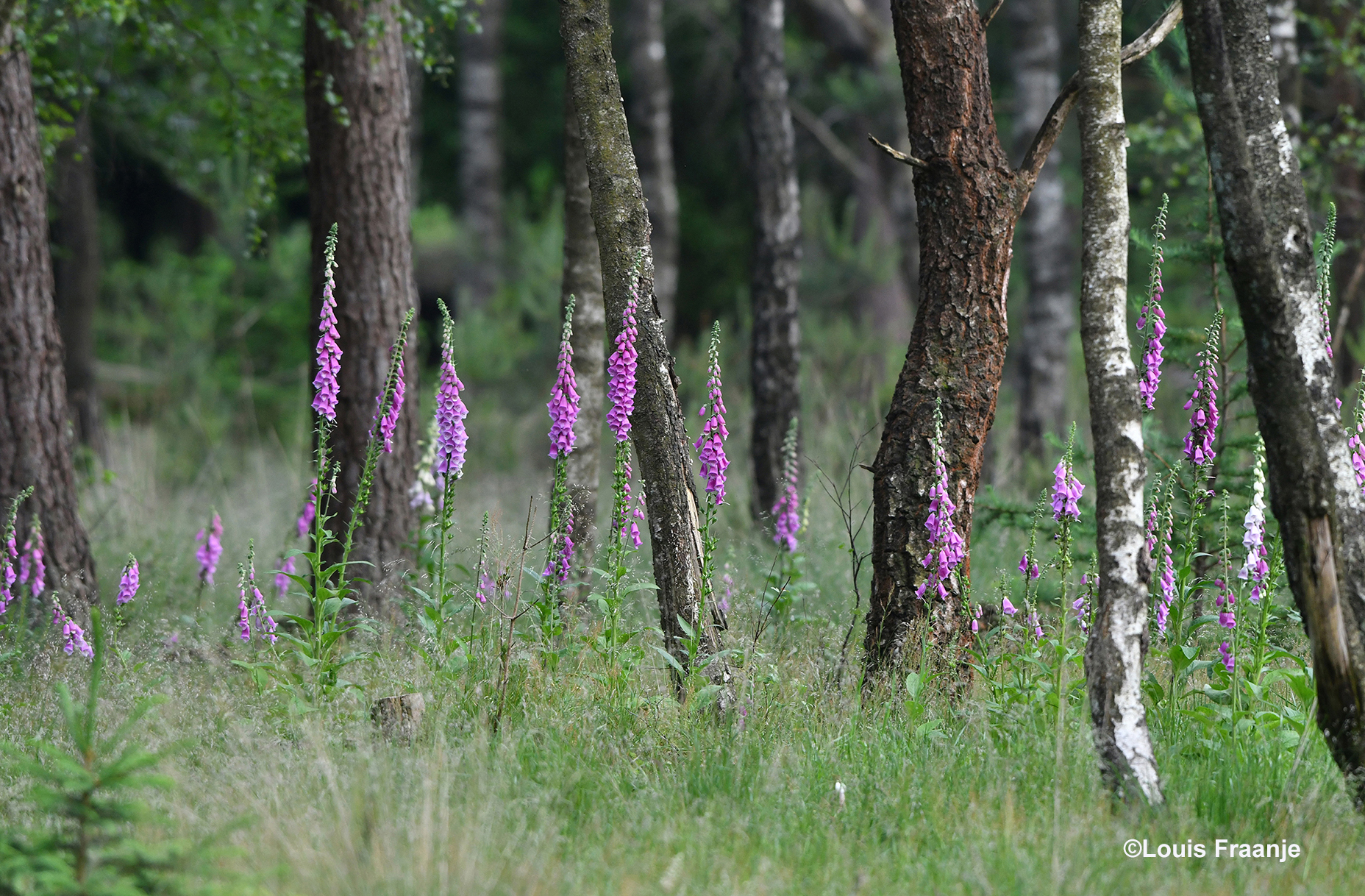 Een unieke plek en tegelijkertijd een prachtig decor, maar... je kunt de natuur niet dwingen - Foto: ©Louis Fraanje