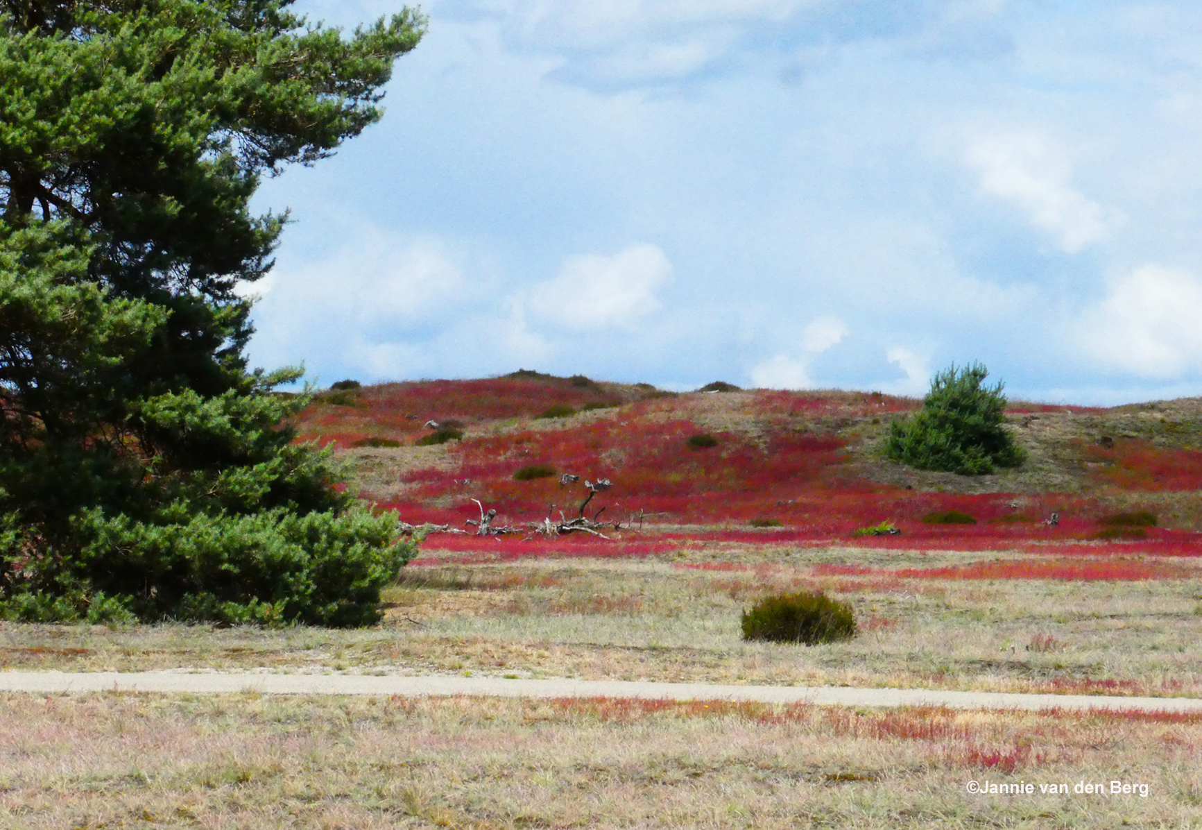 Blauwwitte wolkenluchten, groene dennen en een rood tapijt van schapenzuring - Foto: ©Jannie van den Berg