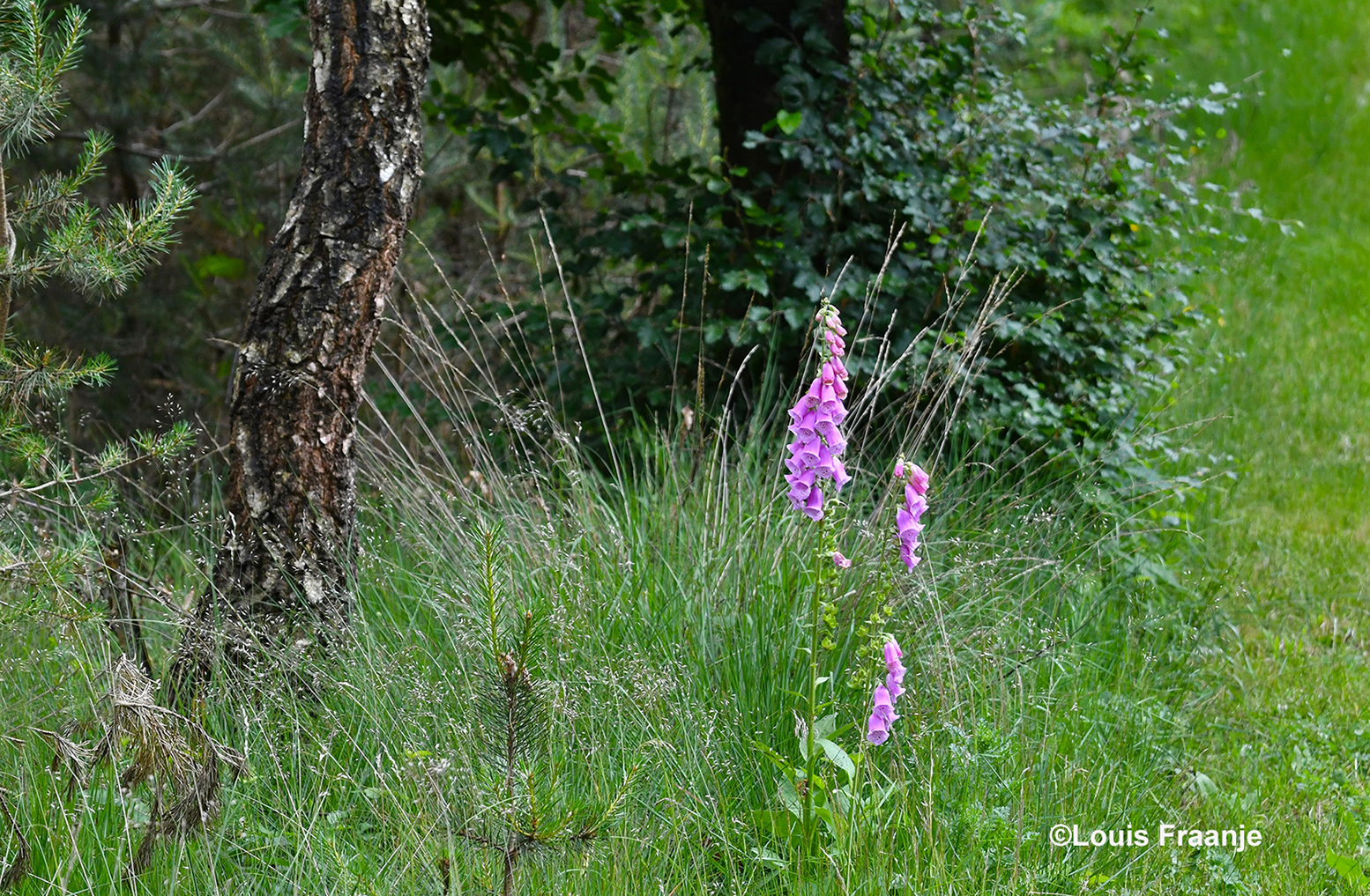 Een kleurrijke verrassing ergens langs het wandelpad - Foto: ©Louis Fraanje