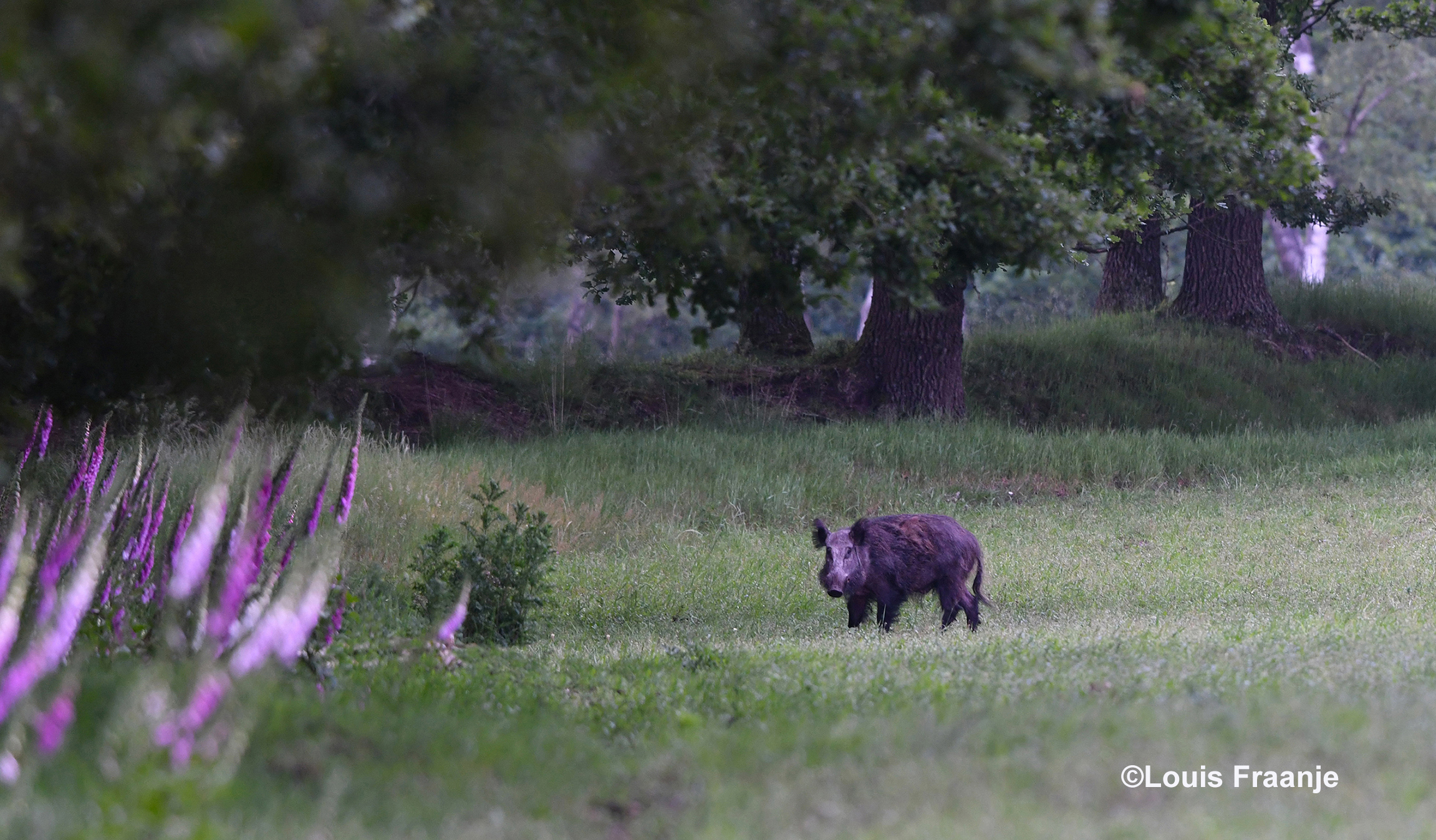 Dan staan we plotseling 'oog in oog' met een wild zwijn - Foto: ©Louis Fraanje