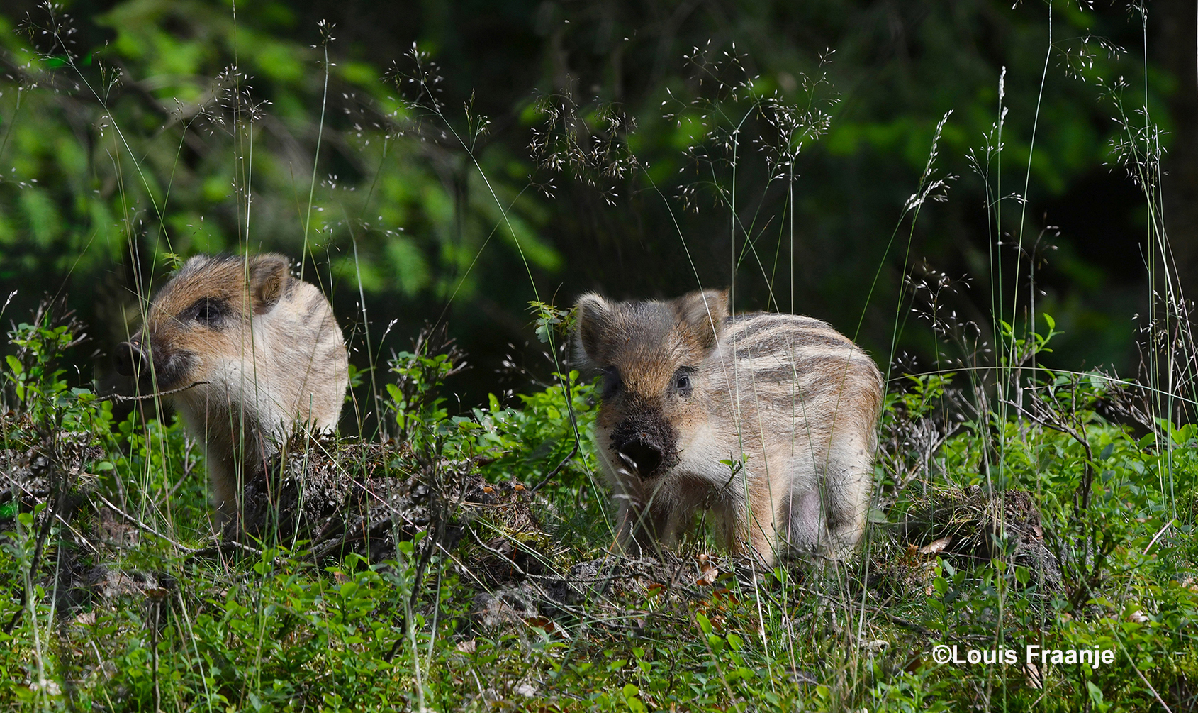 Enkele biggetjes staan een beetje verscholen tussen het struikgewas - Foto: ©Louis Fraanje