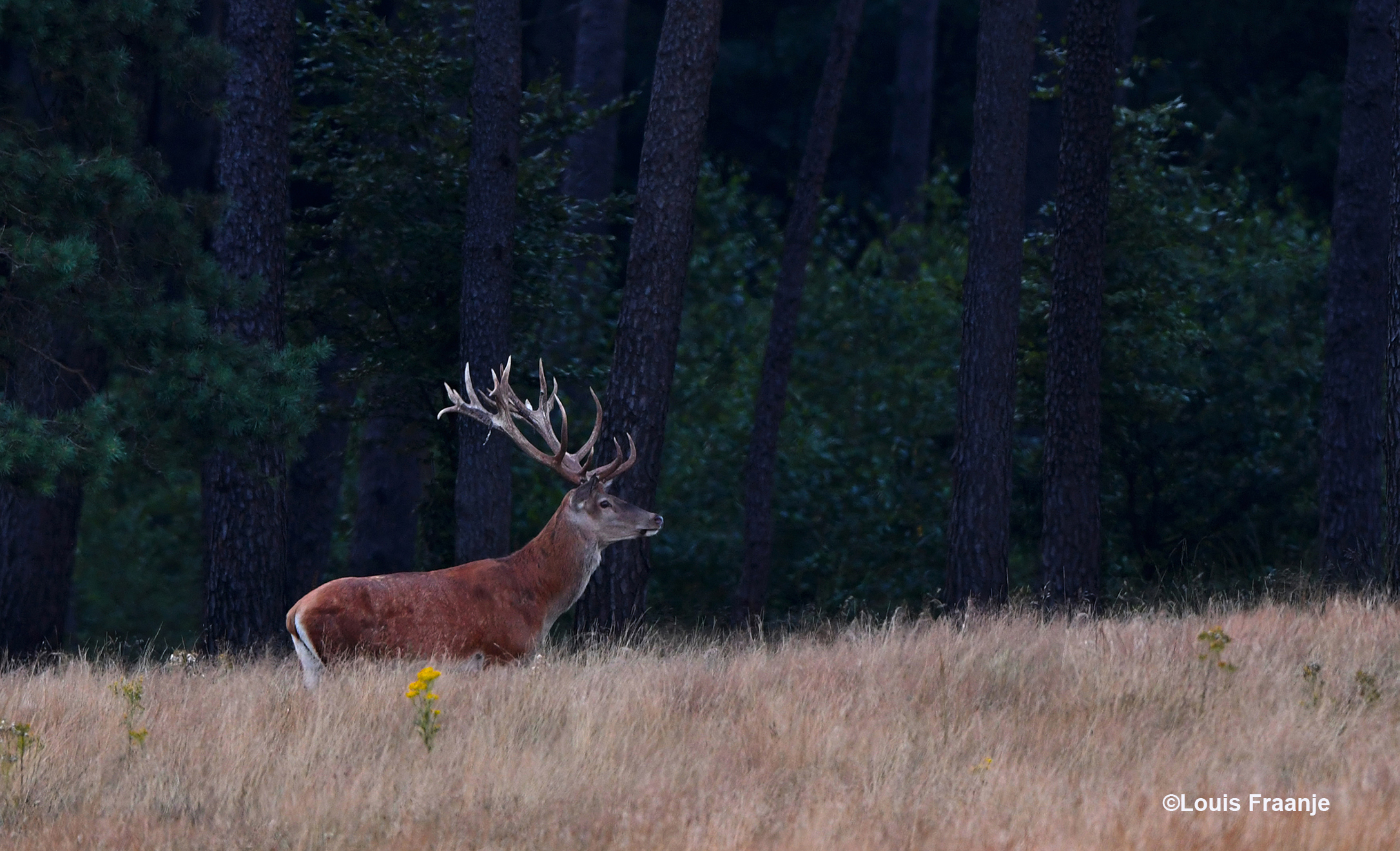 Het machtige edelhert vershijnt aan de bosrand - Foto: ©Louis Fraanje