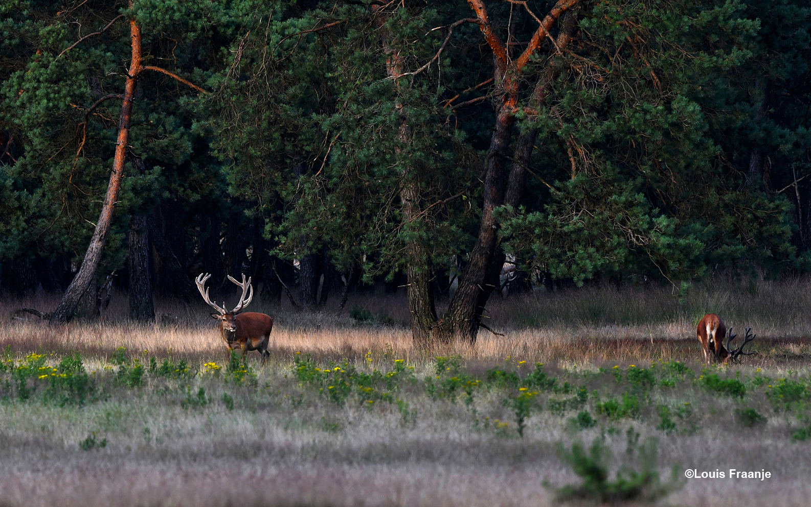 Er liepen twee edelherten in het hoge gras bij de Wildbaanweg - Foto: ©Louis Fraanje