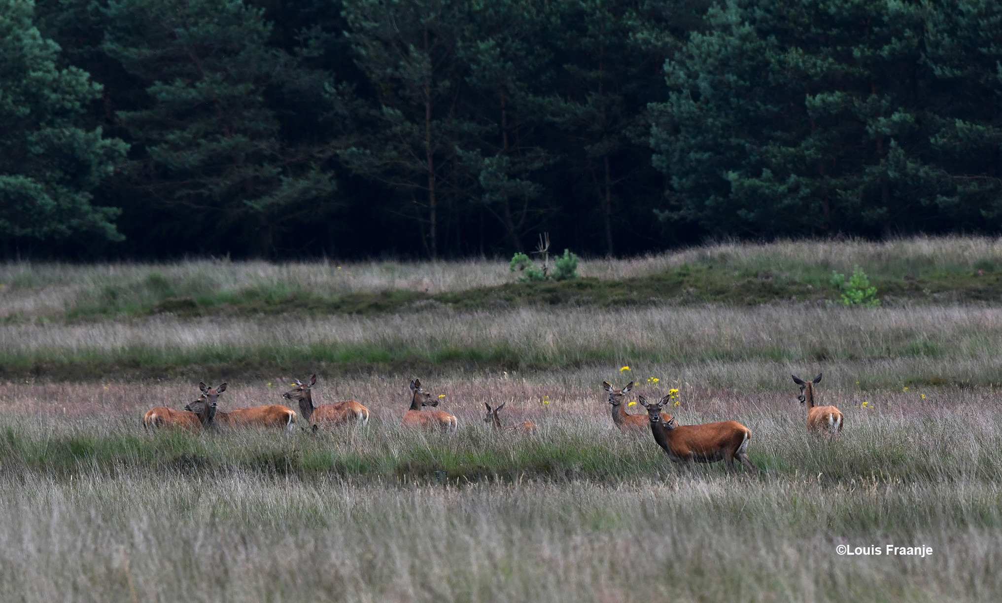 Op het Reemsterveld liep een groot roedel kaalwild(hindes en wat spitsers) in het hoge gras - Foto: ©Louis Fraanje