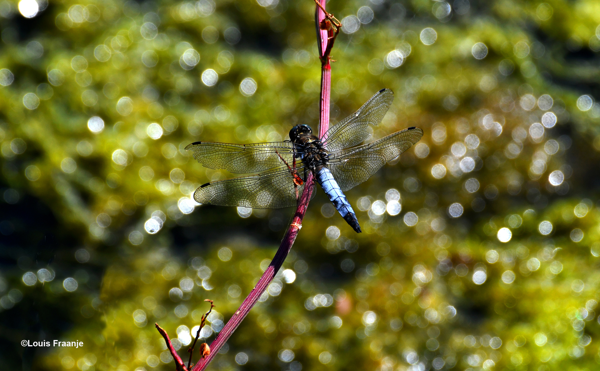 Een platbuik libelle rust even uit - Foto: ©Louis Fraanje