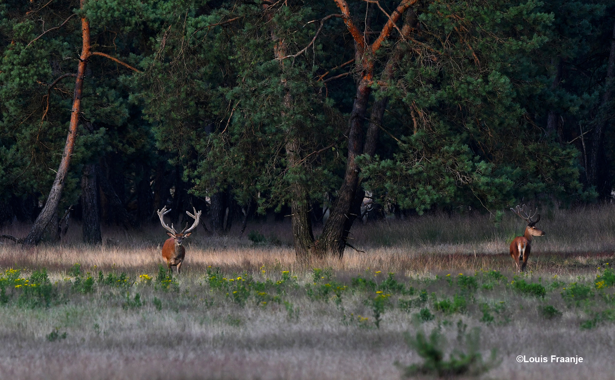 Blijkbaar zagen ze iets in de verte - Foto: ©Louis Fraanje