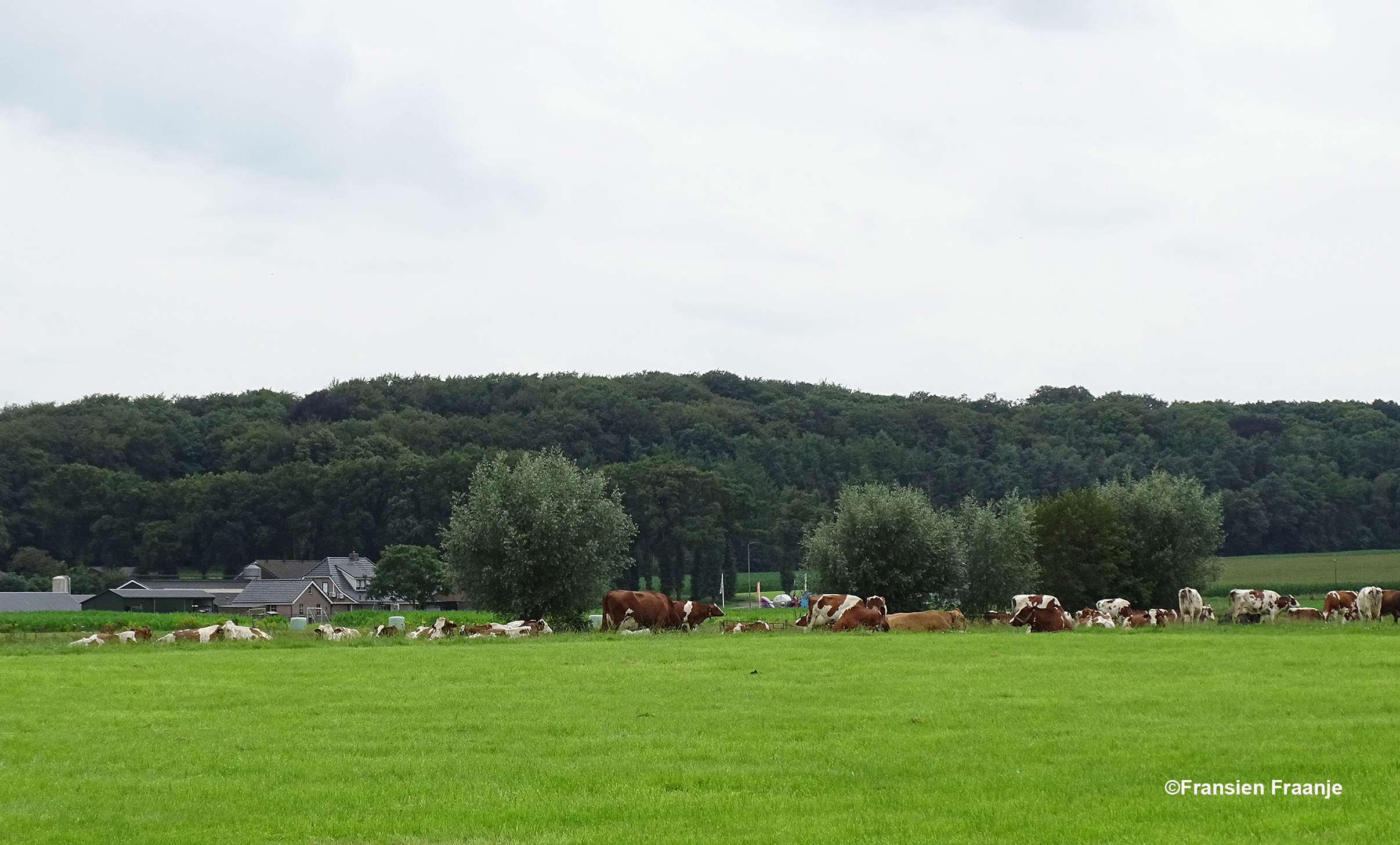 Wat een heerlijk landschap met koeien in de wei onder de open hemel - Foto: ©Fransien Fraanje