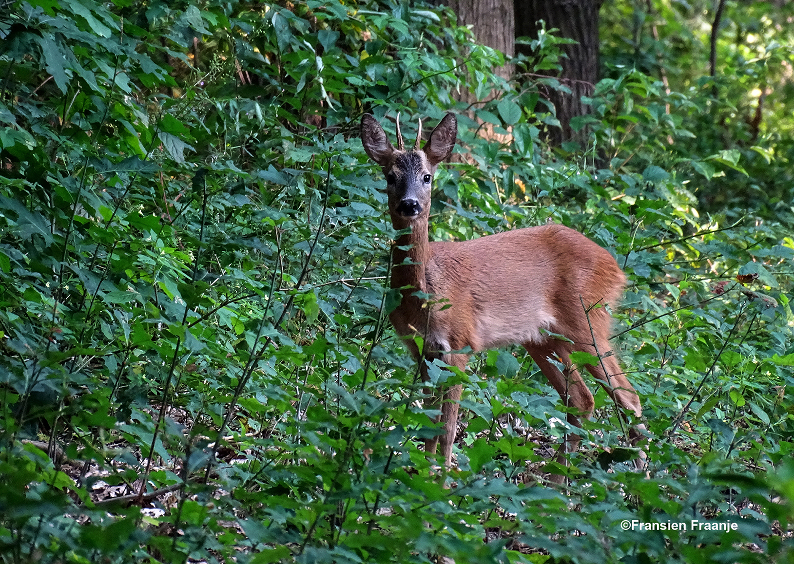 Een 'geluksmoment' in de natuur - Foto: ©Fransien Fraanje