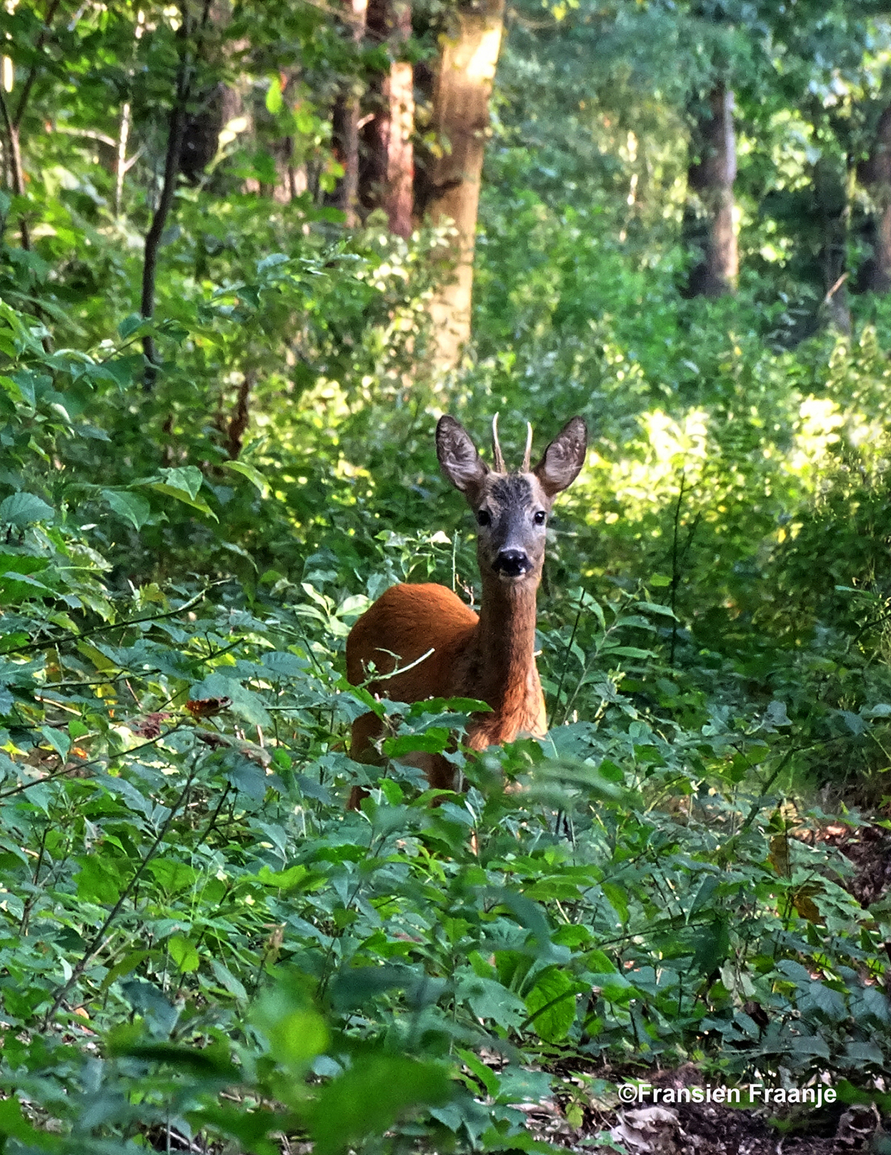 Verbazing alom natuurlijk - Foto: ©Fransien Fraanje