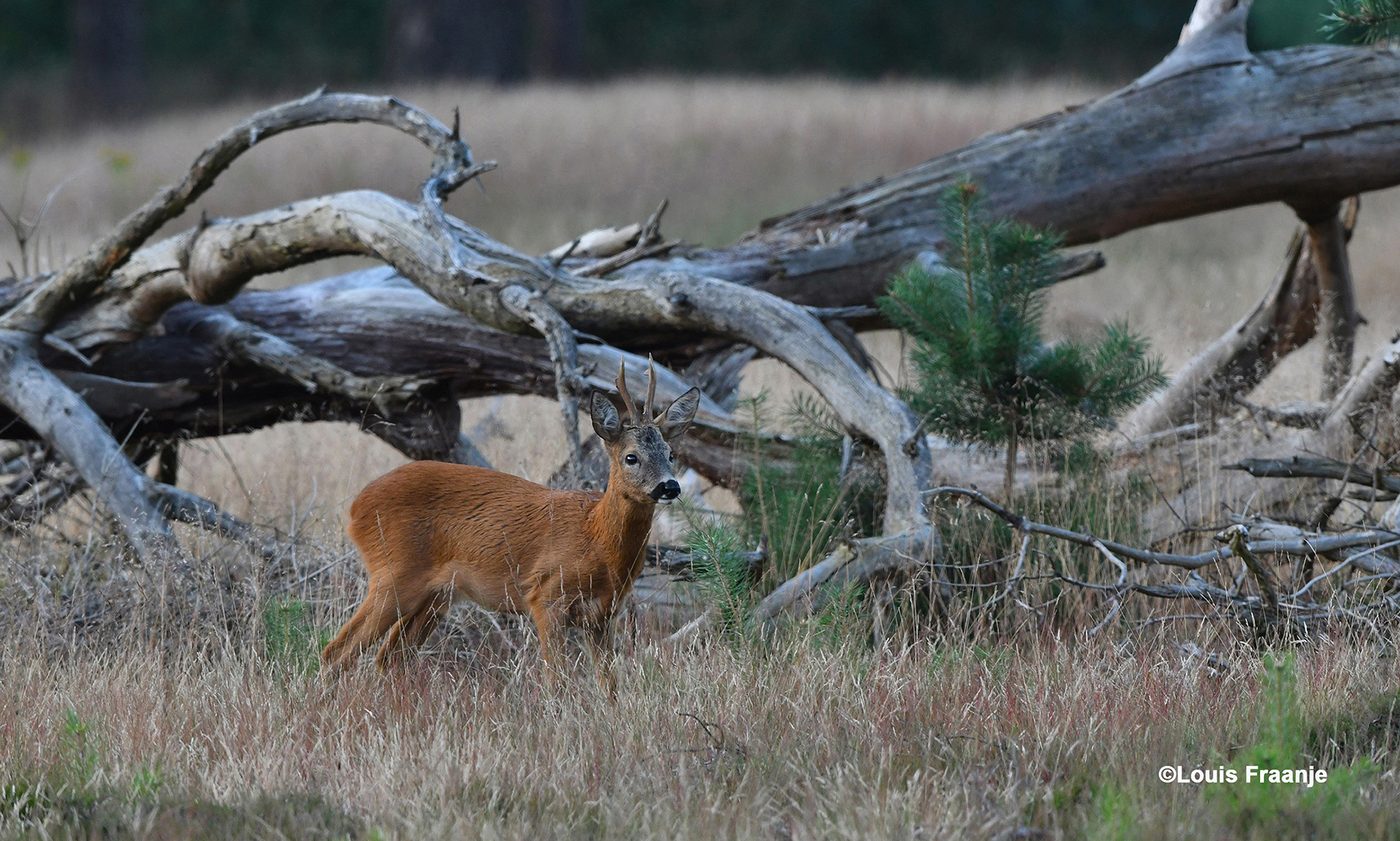 Het blijkt een nog niet helemaal volwassen zesender te zijn - Foto: ©Louis Fraanje