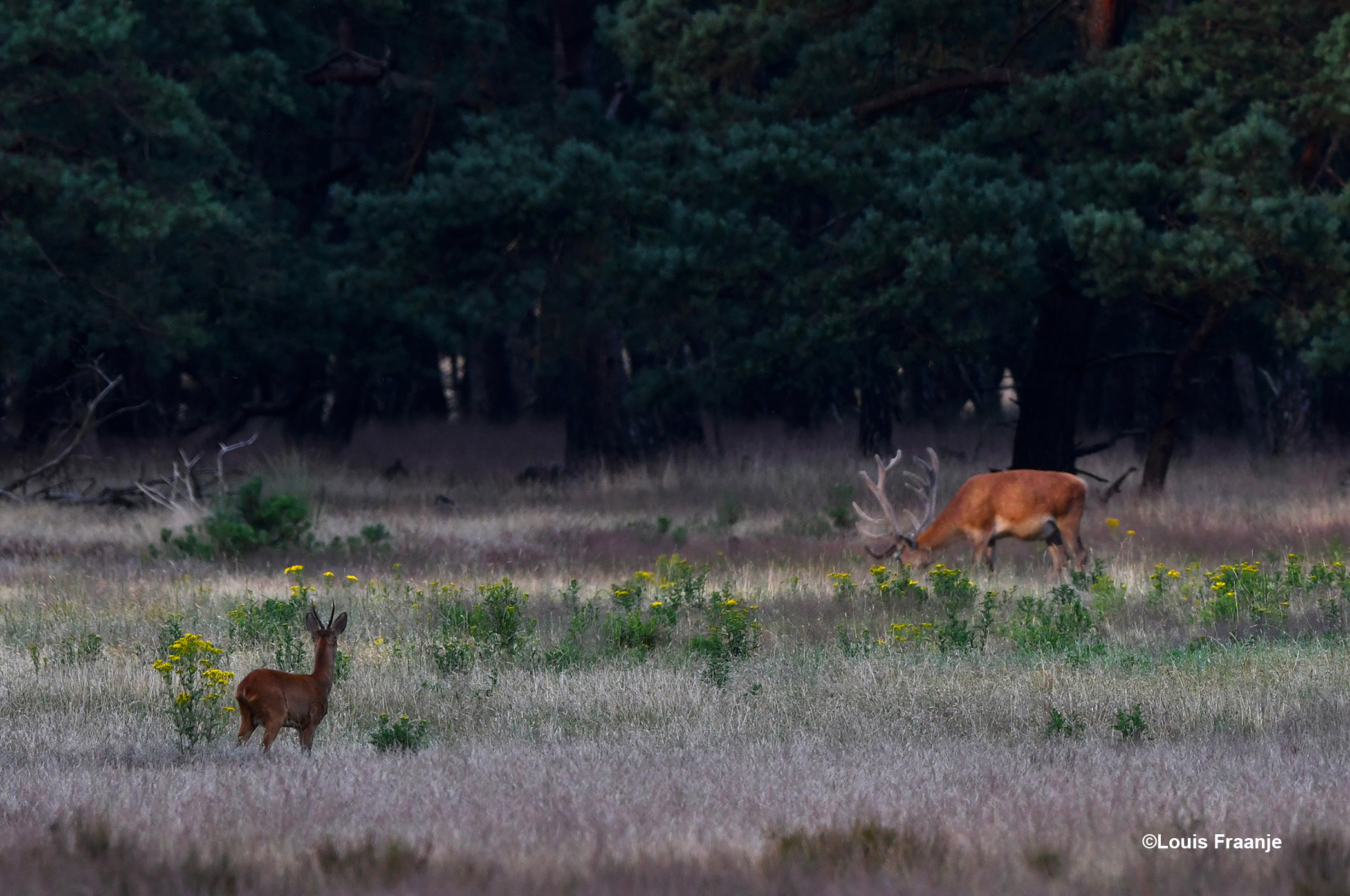 De reebok komt het veld op, maar het edelhert gaat onverstoord verder - Foto: ©Louis Fraanje