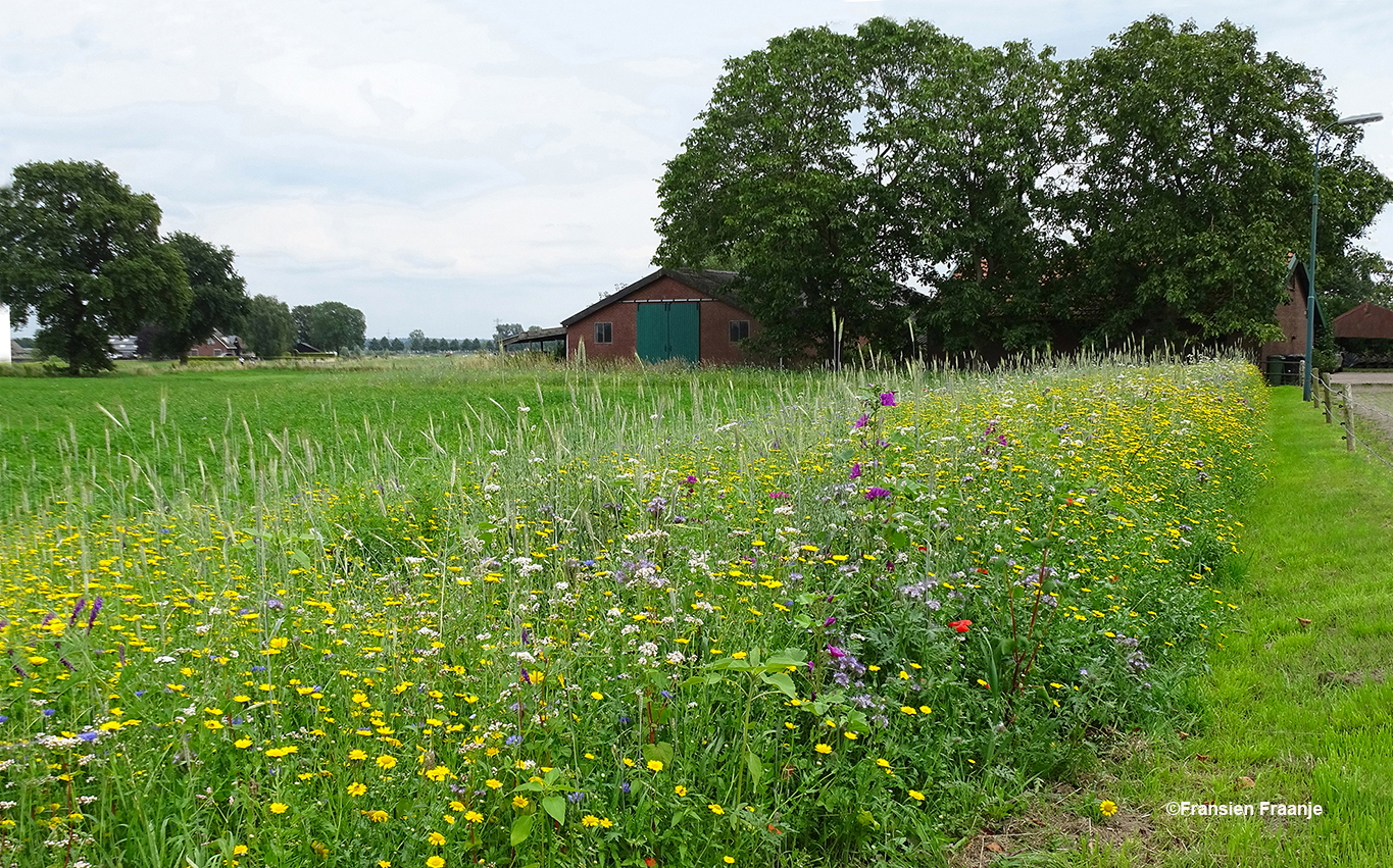  Wilde bloemen langs het pad bij een boerenerf - Foto: ©Fransien Fraanje