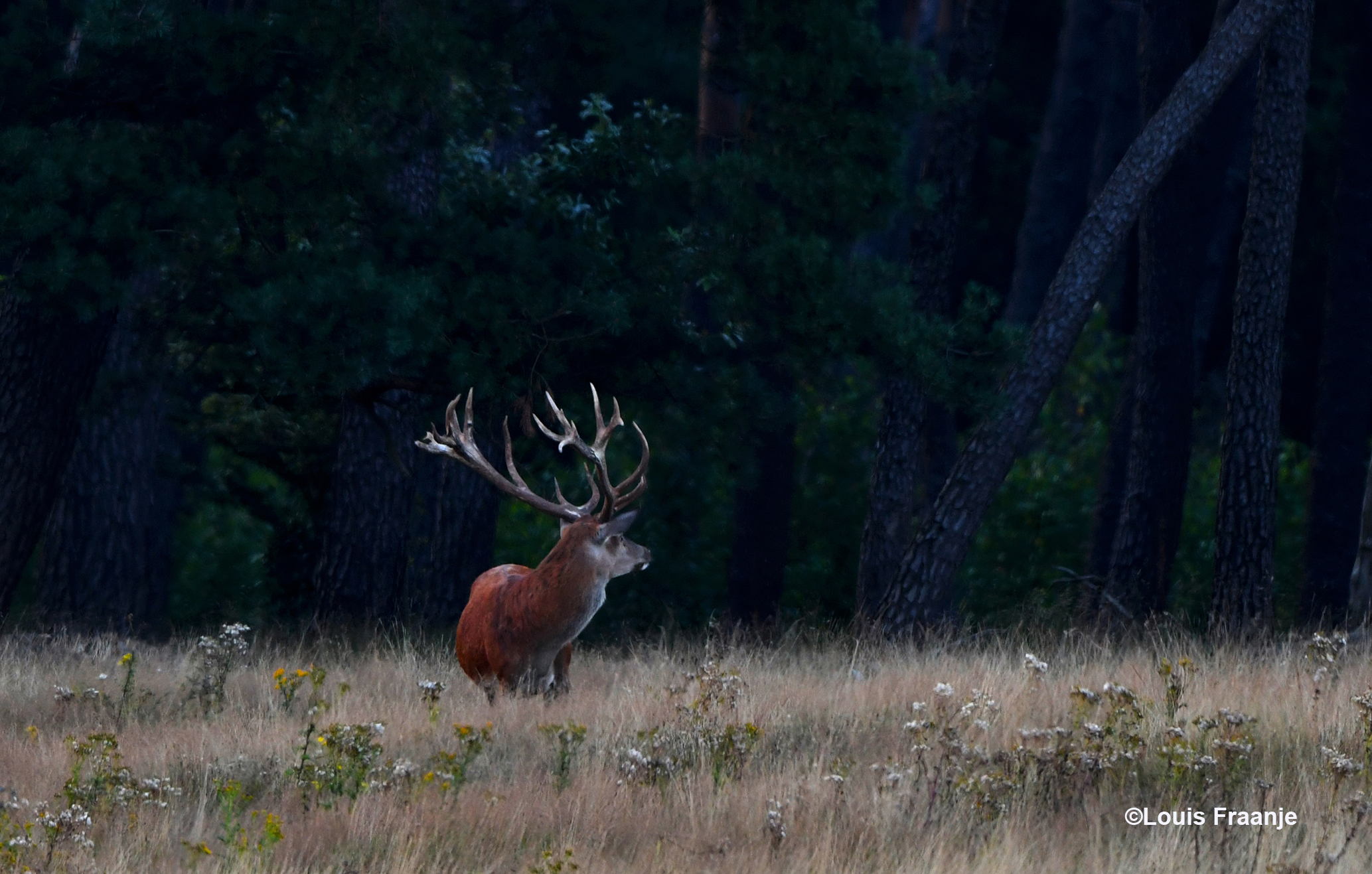 Blijkbaar heeft hij toch iets vernomen in het bos - Foto: ©Louis Fraanje