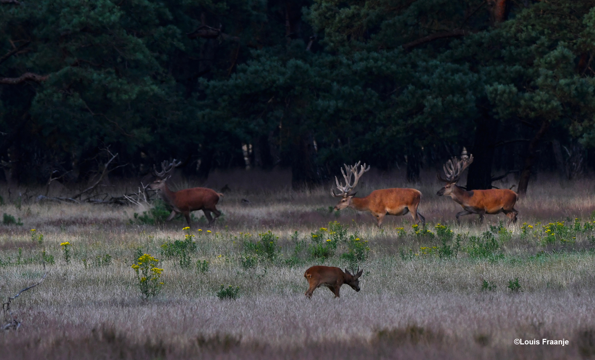 Er komen nog meer herten bij en dan komt de hele groep in beweging - Foto: ©Louis Fraanje