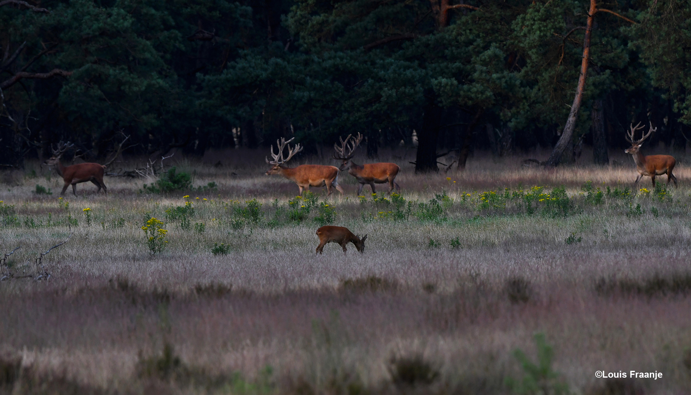 De herten gaan er vandoor en de reden... - Foto: ©Louis Fraanje