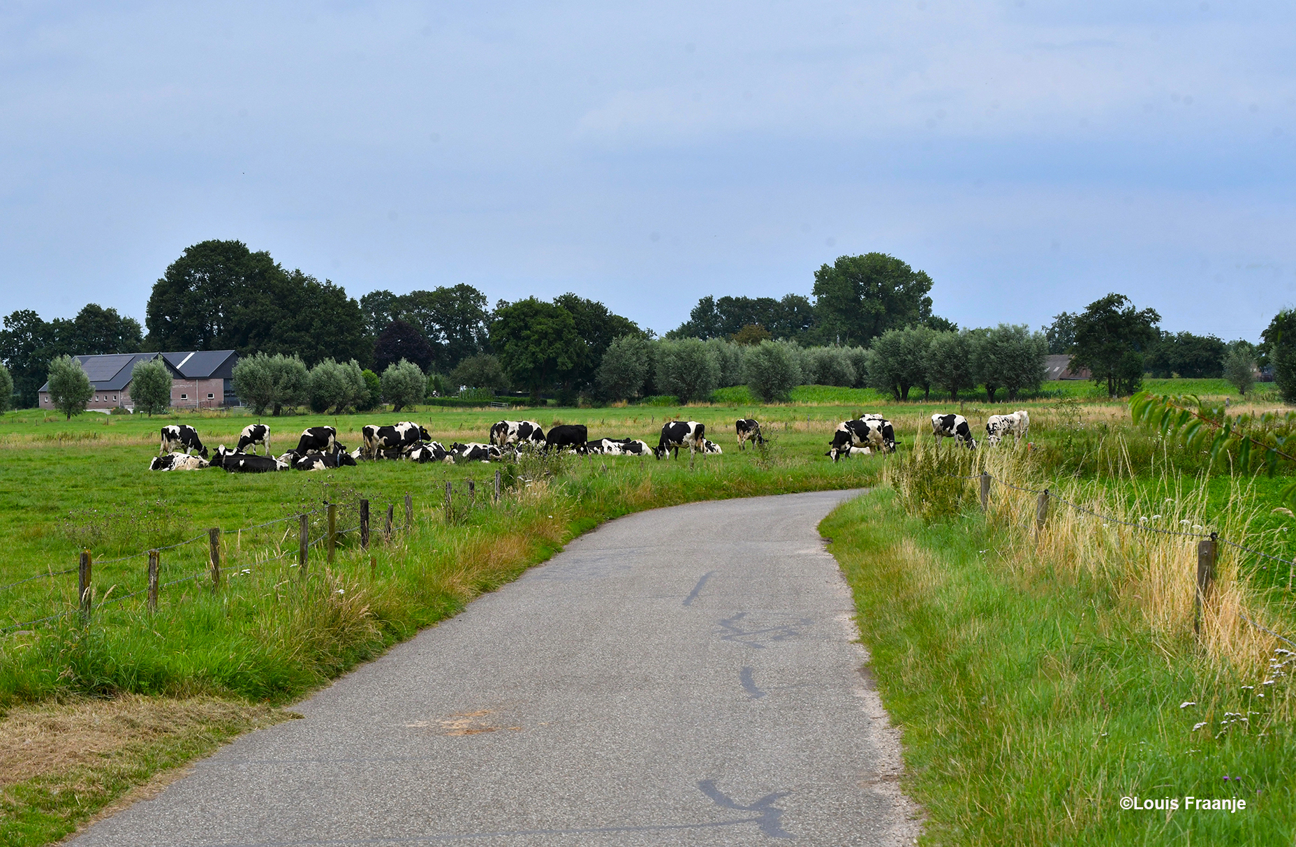 Onderweg passeren we regelmatig weilanden met koeien - Foto: ©Louis Fraanje