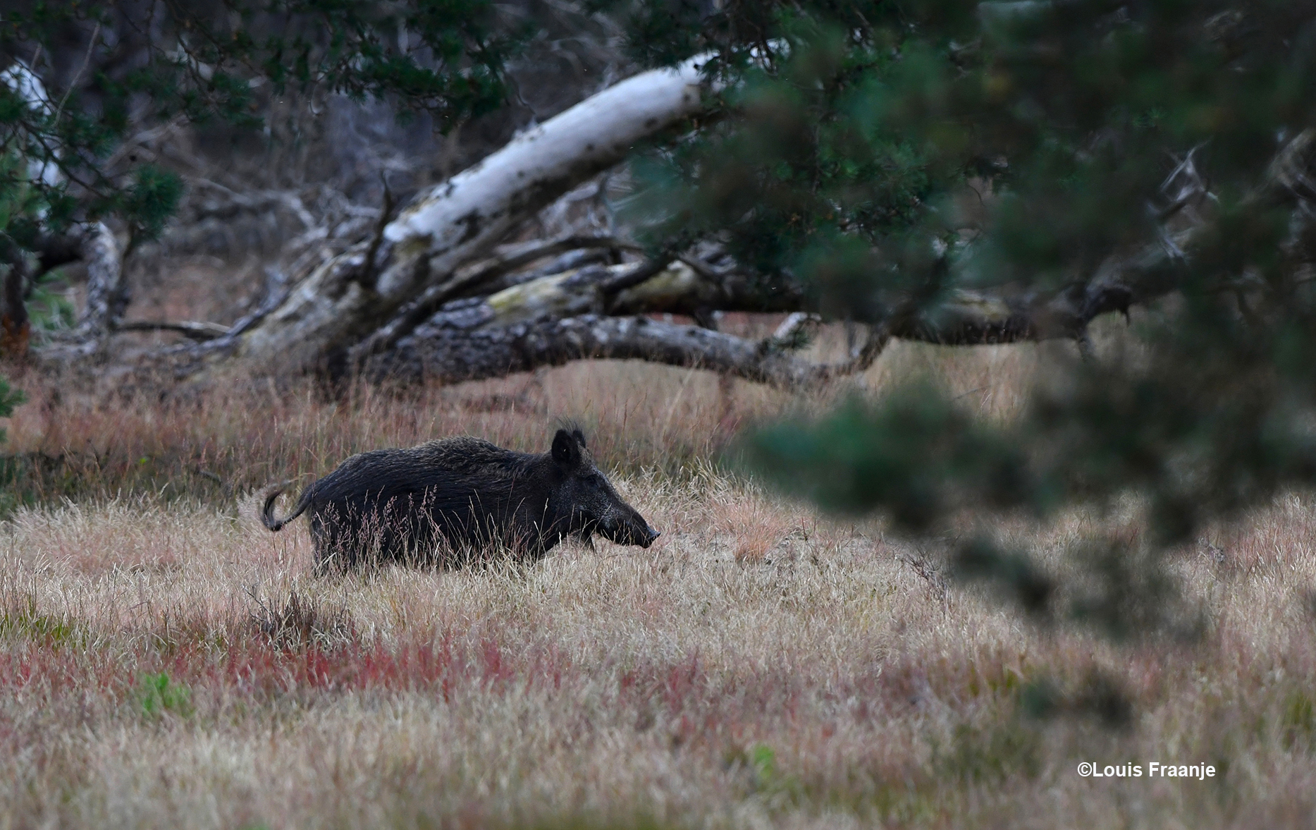 Ook bij de Wildbaanweg liep een zwijn - Foto: ©Louis Fraanje