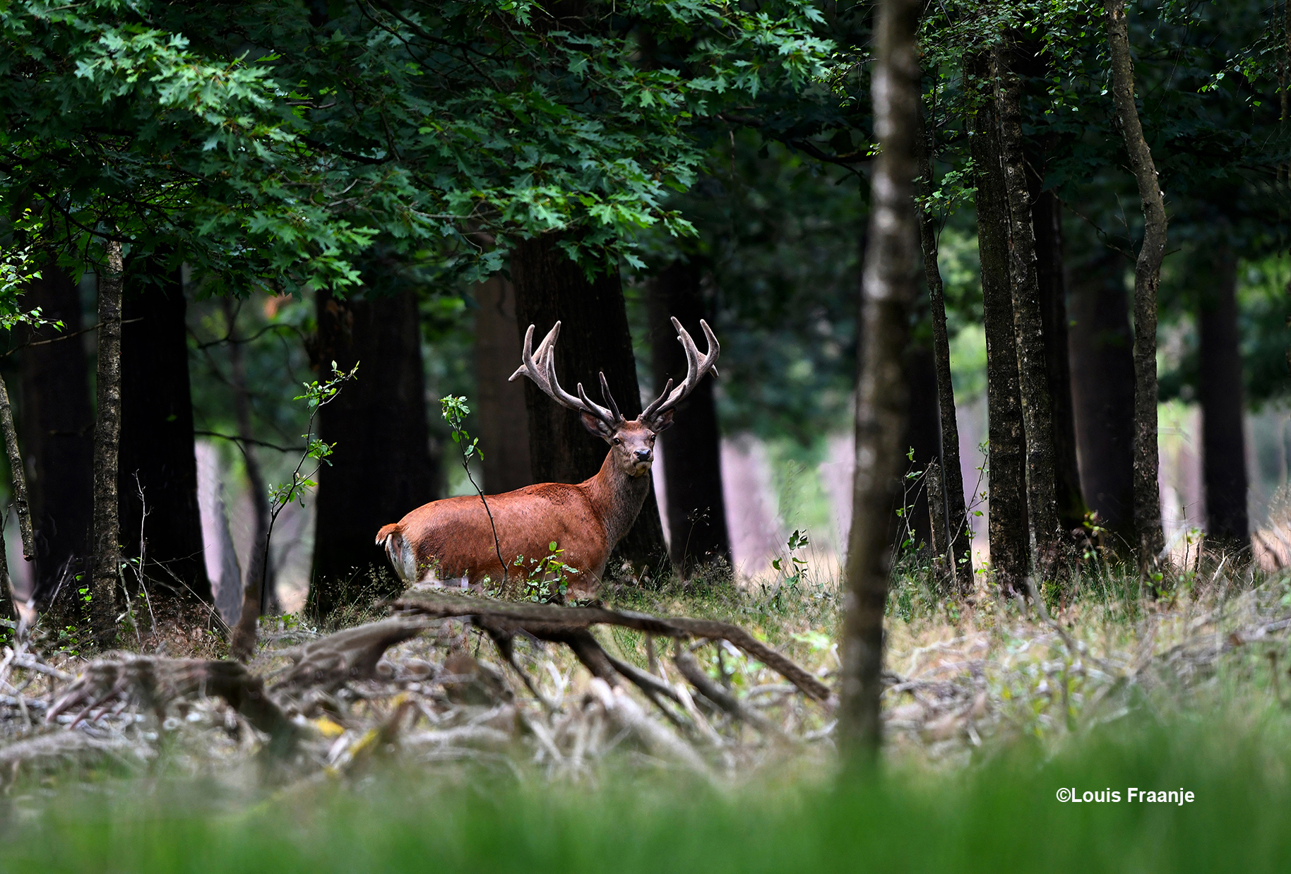 Tussen de bomen staat een prachtig edelhert met een schitterend groot gewei op zijn kop - Foto: ©Louis Fraanje