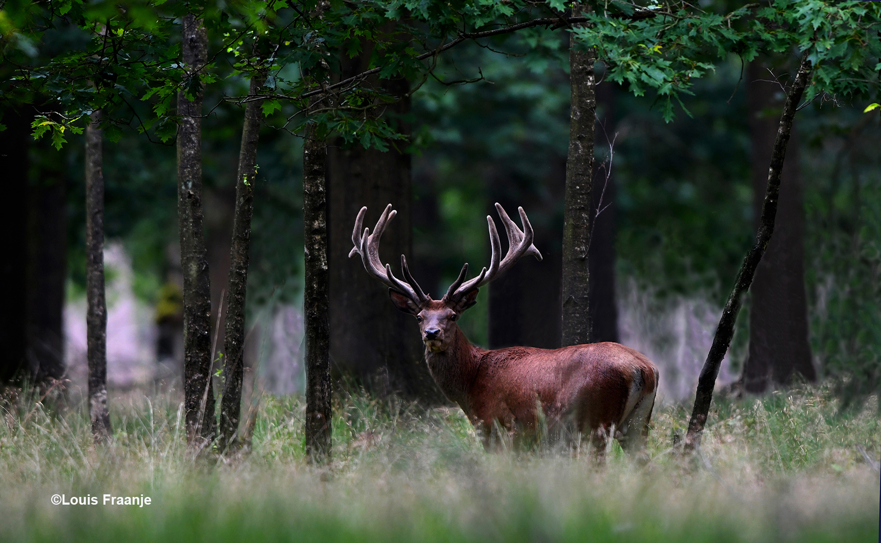 Toen hij wat verder was doorgelopen kregen we hem wat mooier in beeld - Foto: ©Louis Fraanje