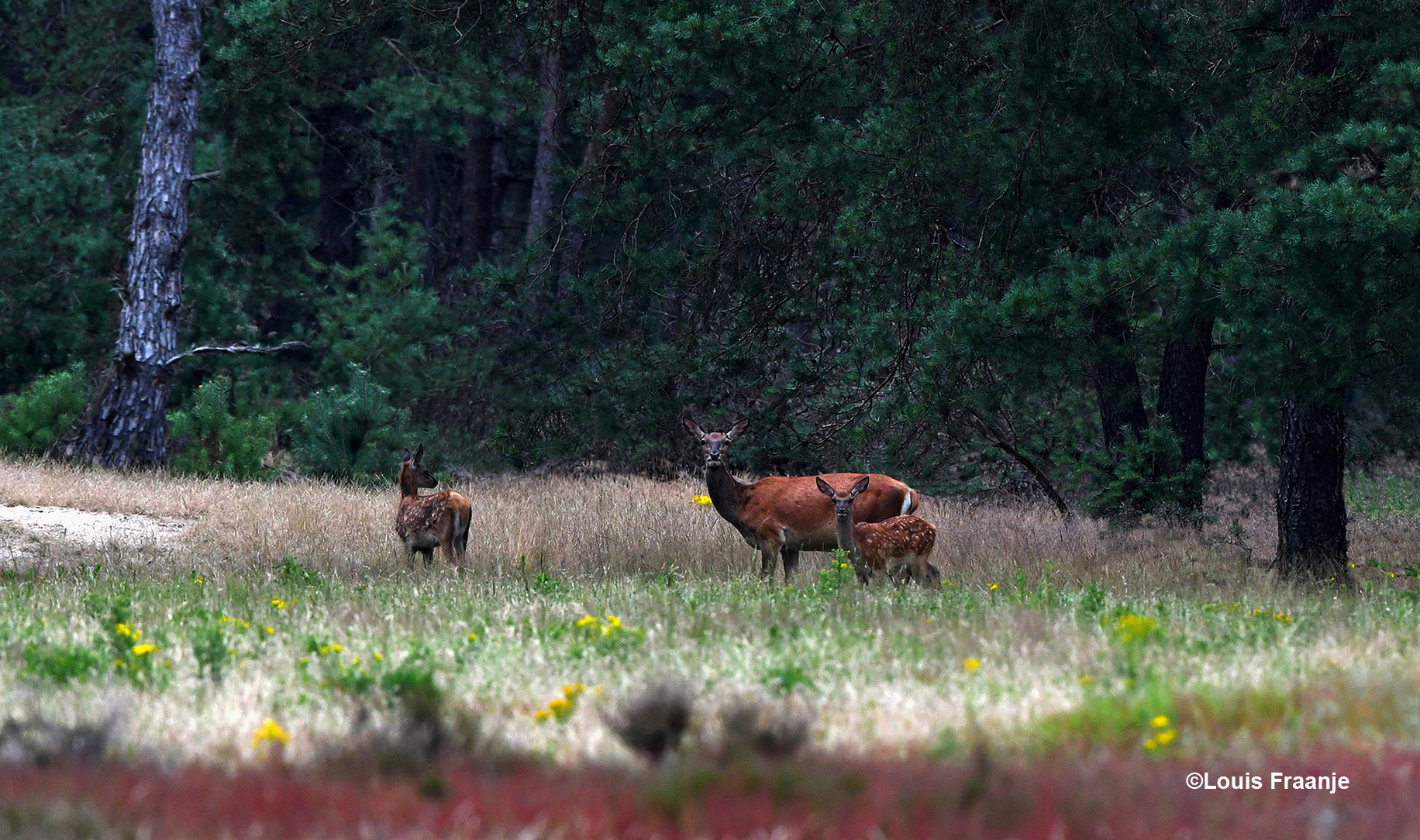 De hinde met haar twee kalfjes - Foto: ©Louis Fraanje